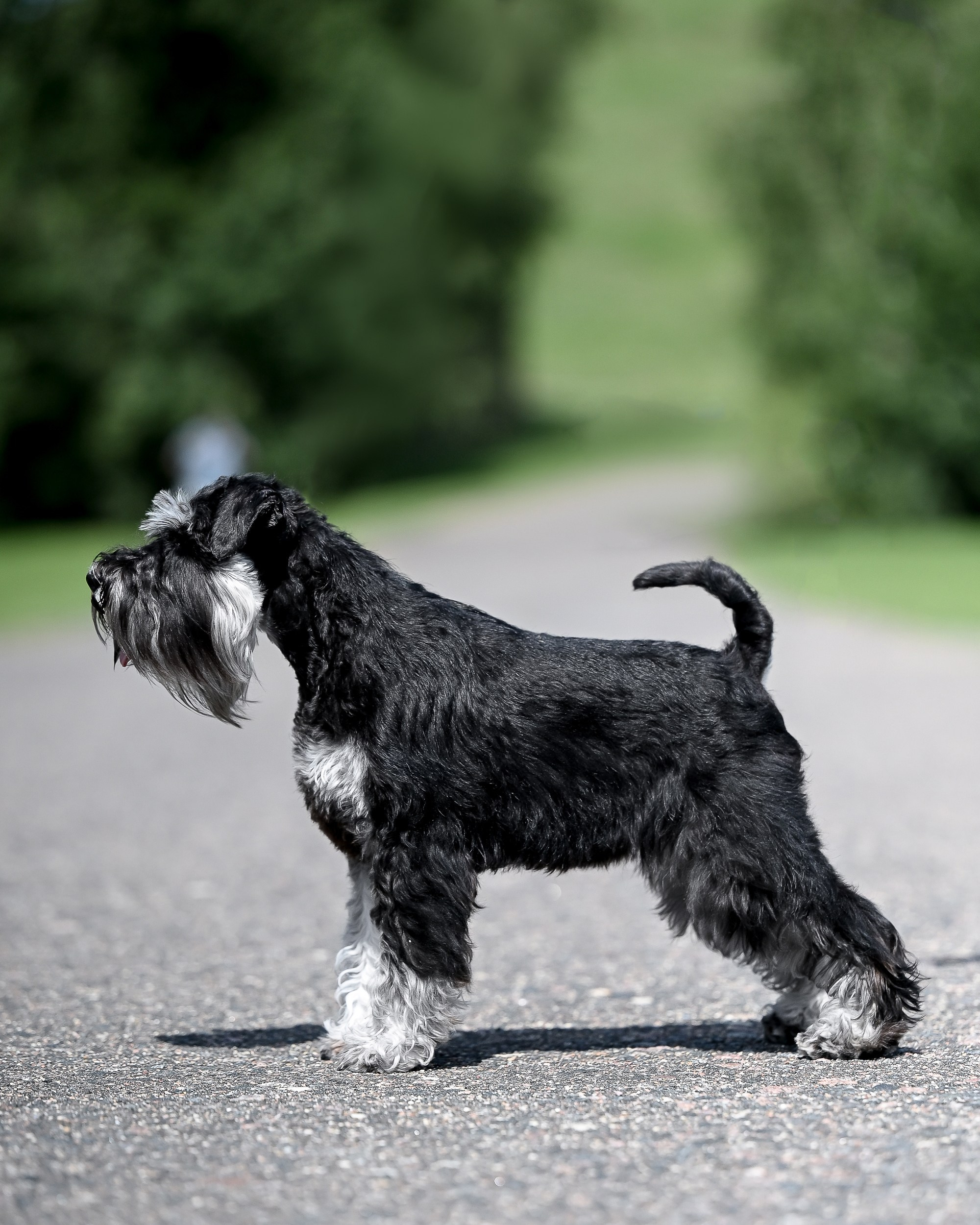 Зари/DELINSO BALANCE CZESARIA ZARI. Питомник цвергшнауцеров в Беларуси «Делинсо Бэлэнс»