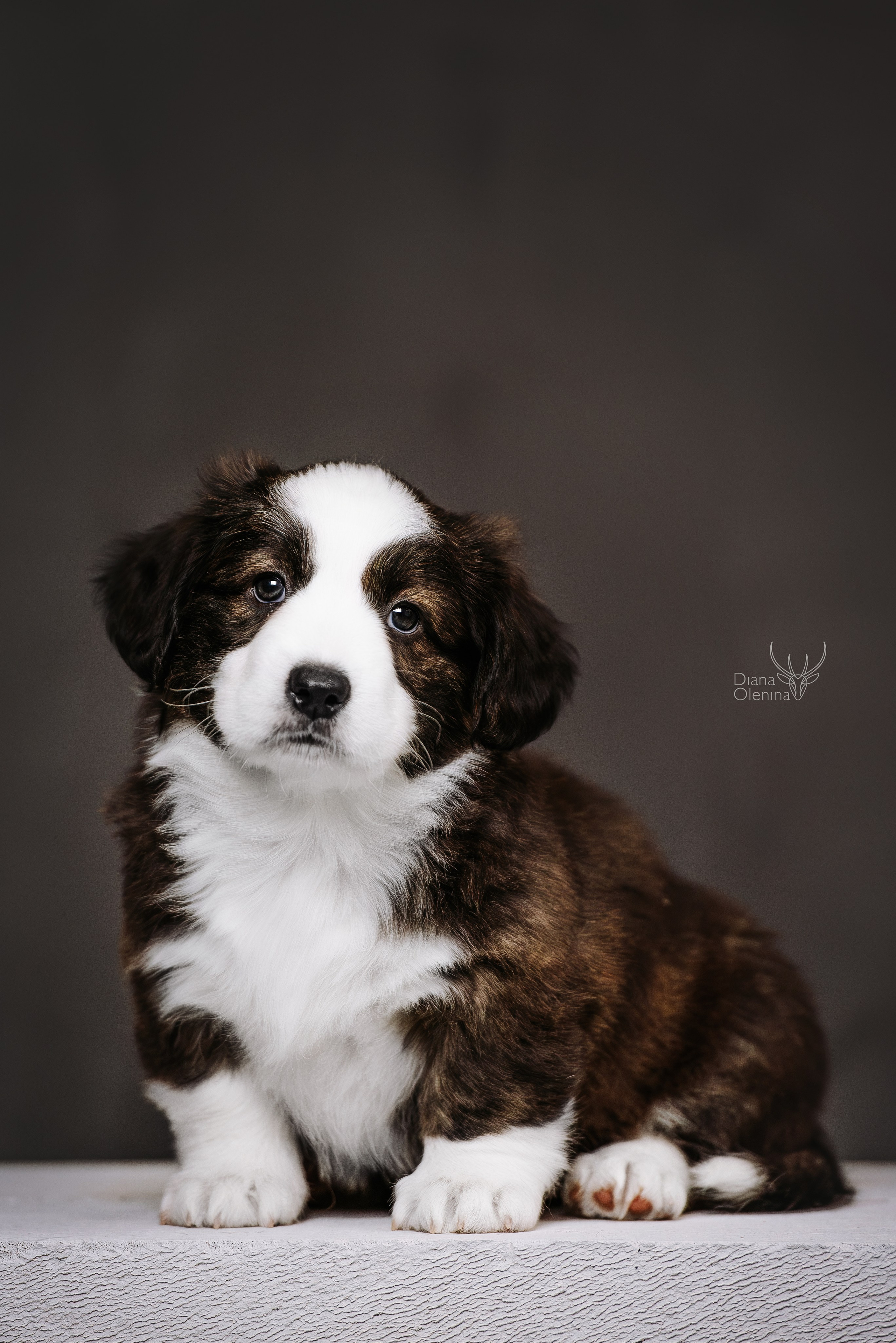 Помет Вельш Корги Кардиган. Фотограф Диана Оленина Красноярск / Братск