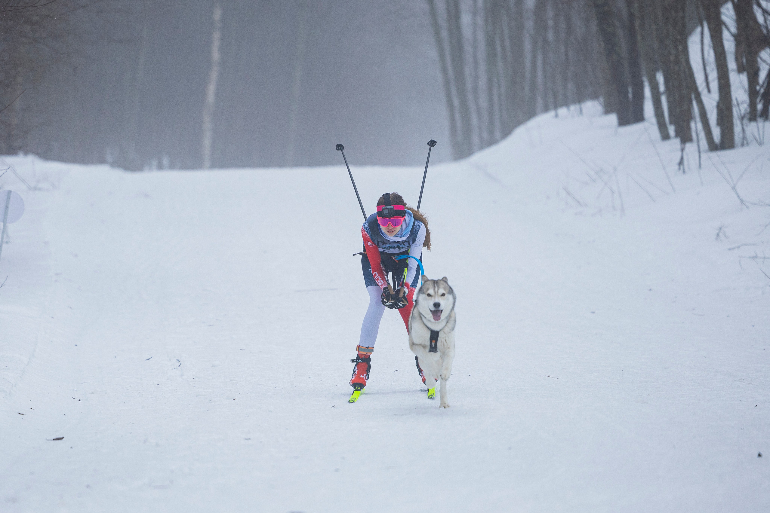 Зимний Чемпионат Санкт-Петербурга по ездовому спорту. Фотограф-анималист Анна Маринич