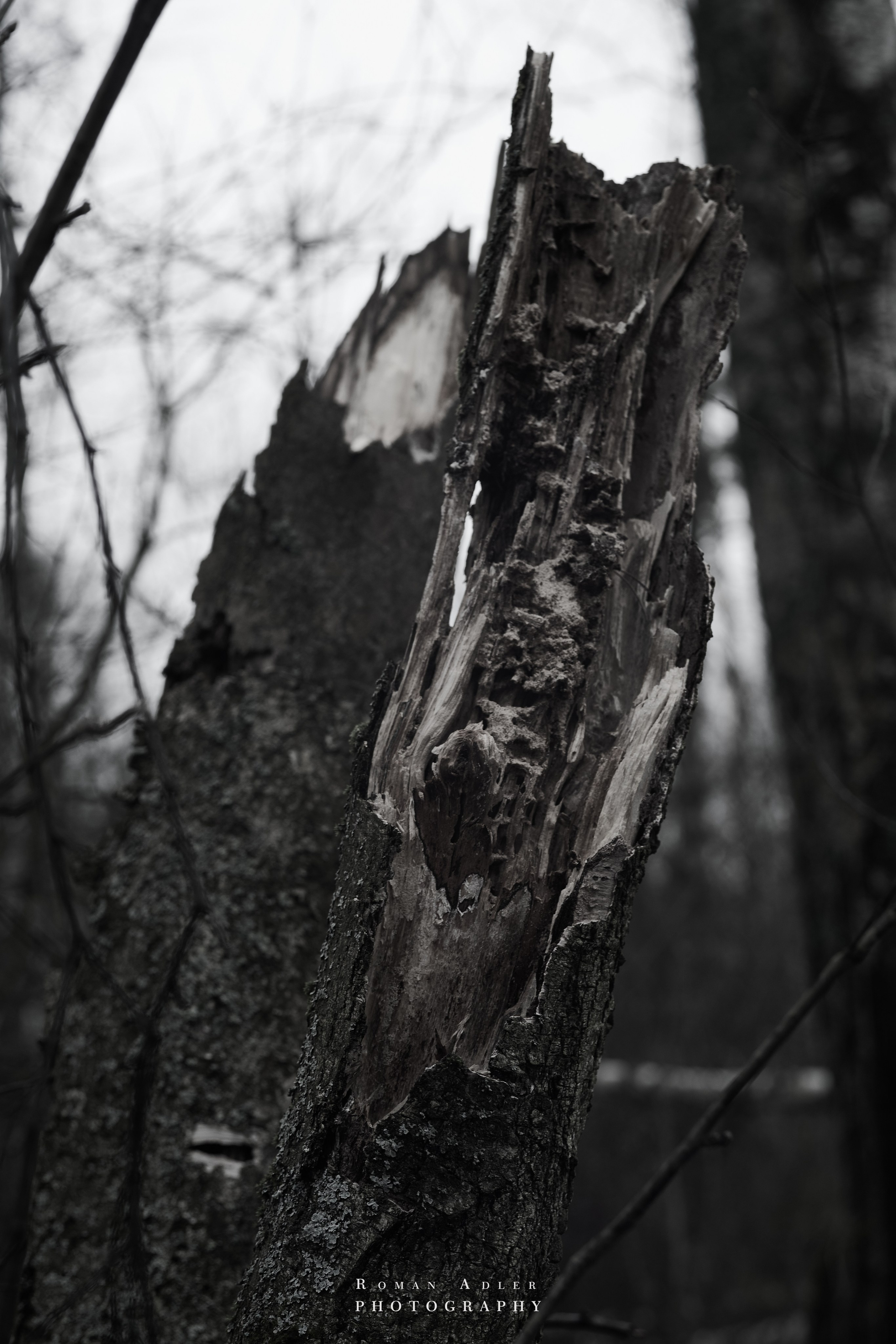 Февральский лес. Фотограф Роман Адлер
