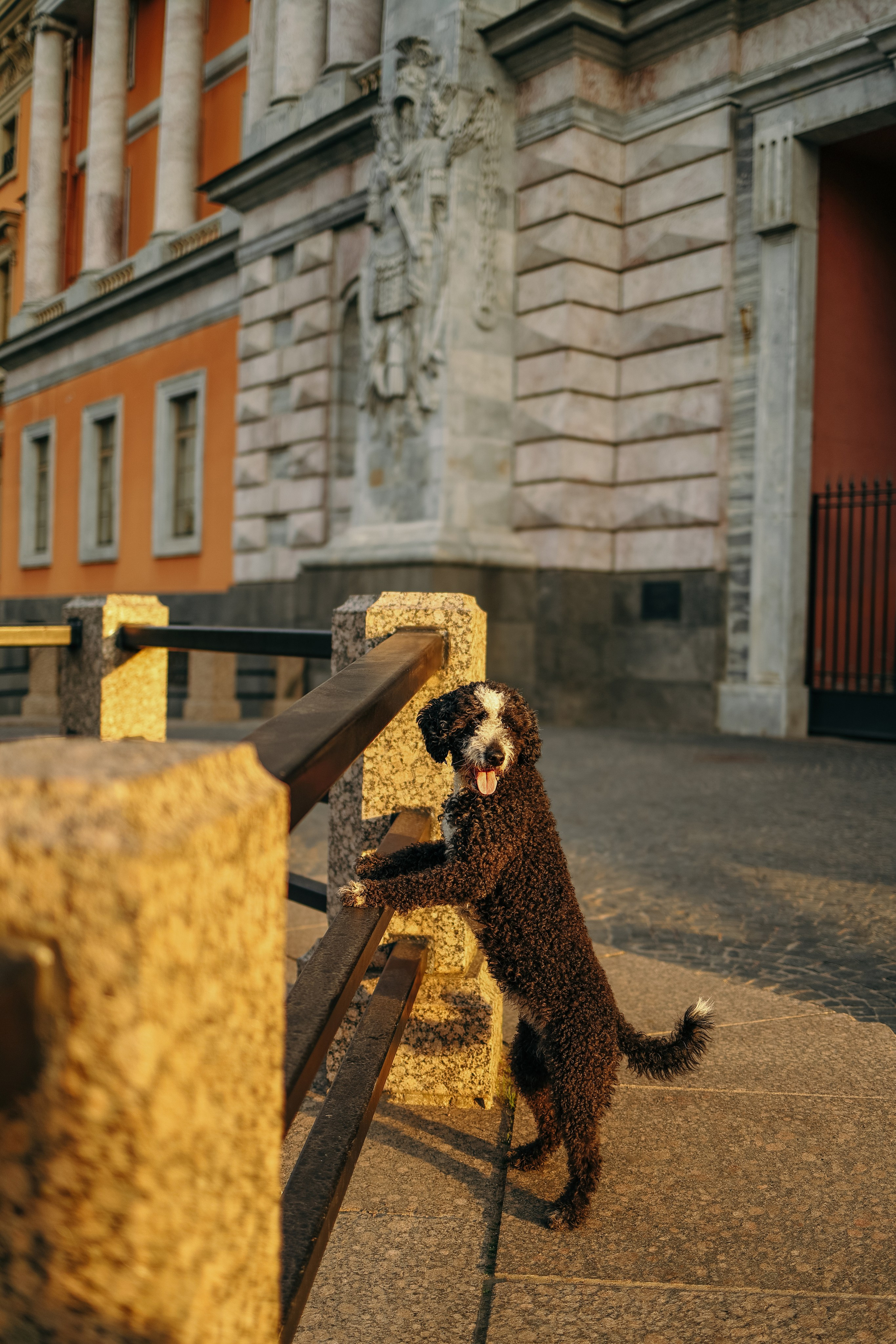 В городе. Фотограф- анималист Санкт-Петербург