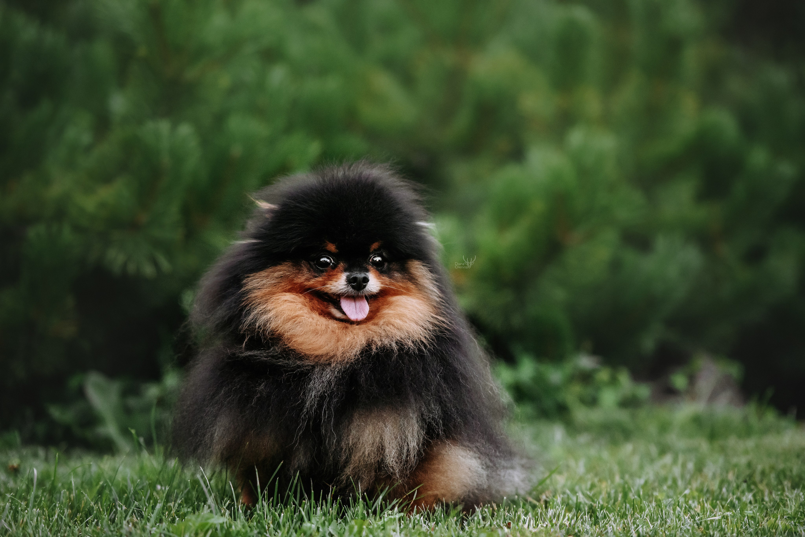 С выставок. Фотограф Диана Оленина Красноярск / Братск