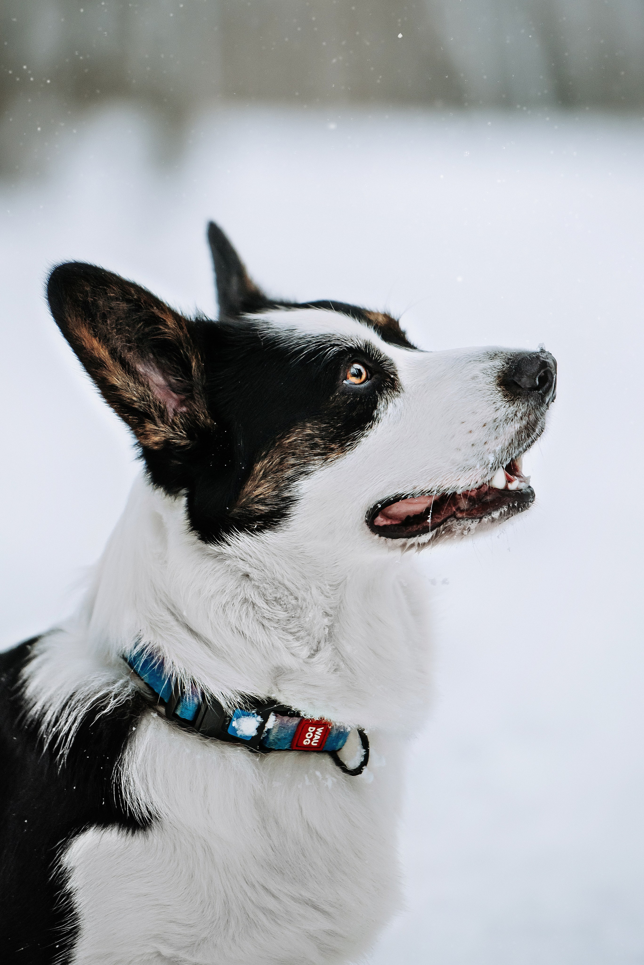 Фотопрогулка с питомцами. Фотограф Диана Оленина Красноярск / Братск