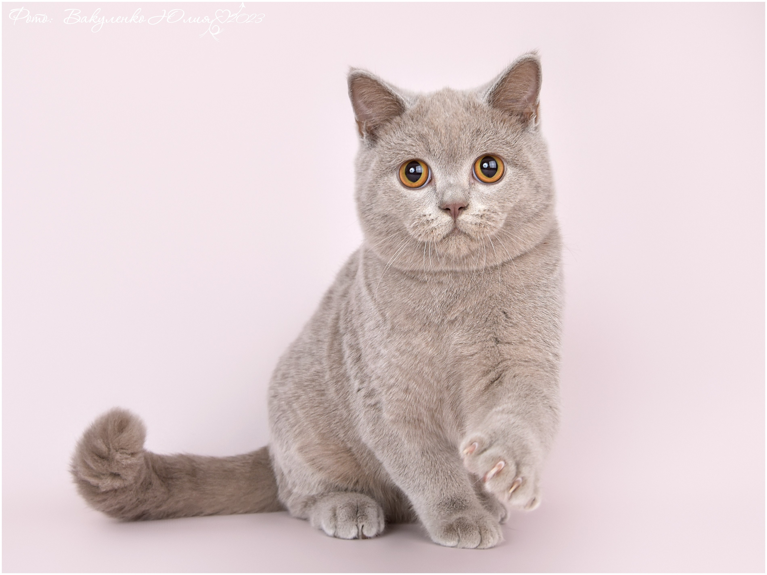 Котята. Фотограф анималист | семейный Юлия Вакуленко, г. Краснодар