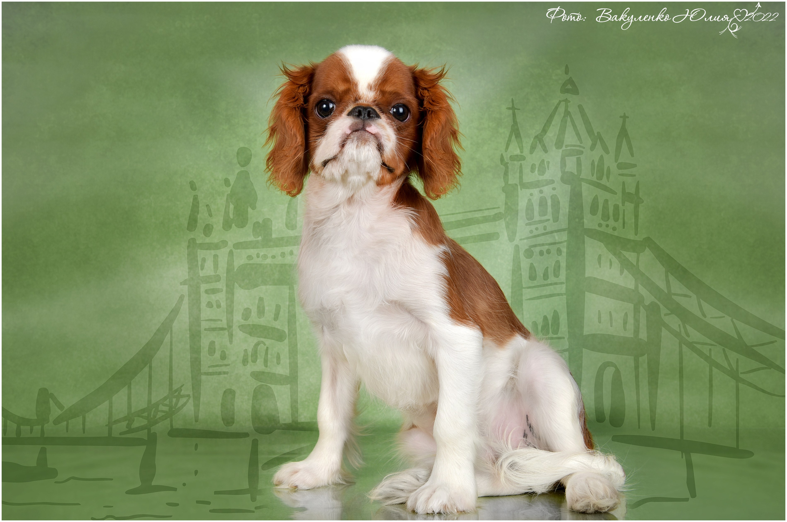 Студийная съемка. Фотограф анималист | семейный Юлия Вакуленко, г. Краснодар