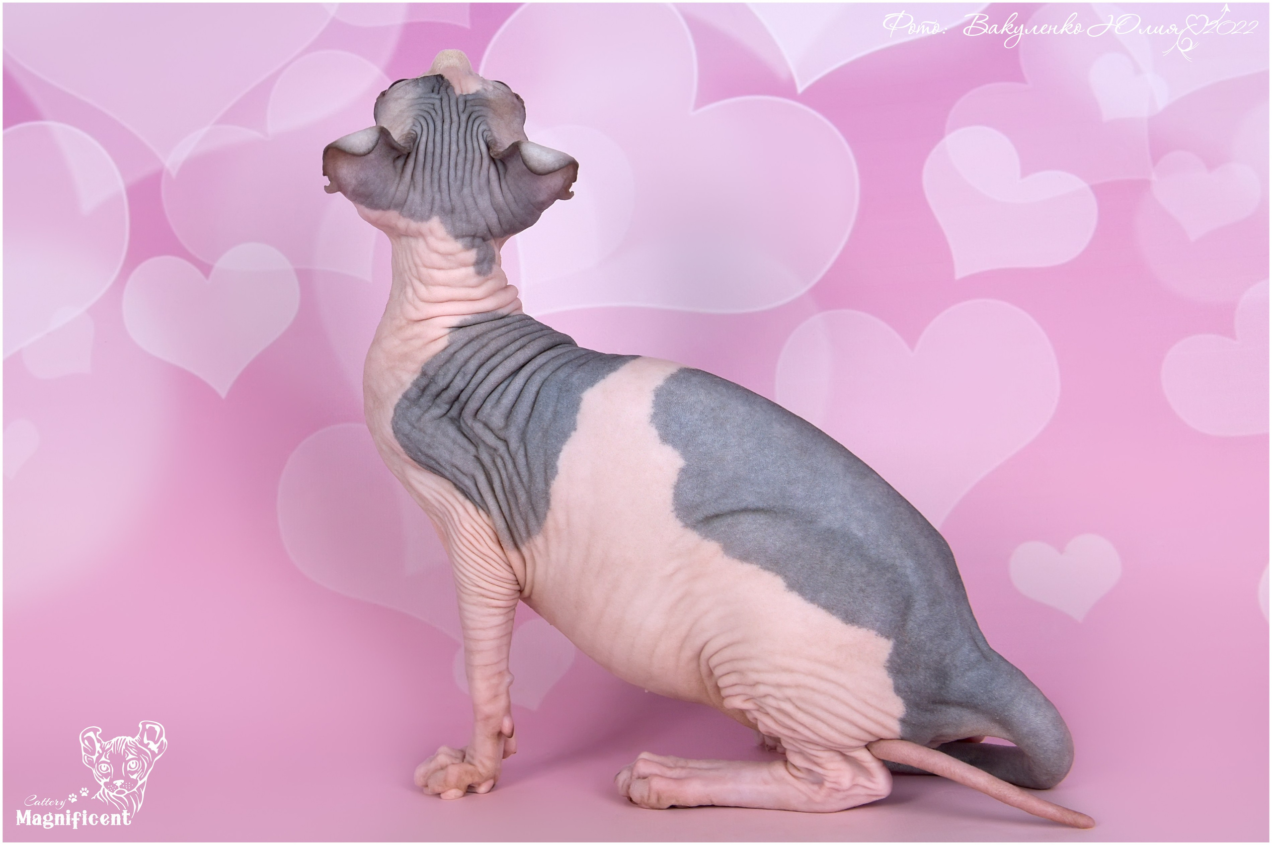 Котята. Фотограф анималист | семейный Юлия Вакуленко, г. Краснодар