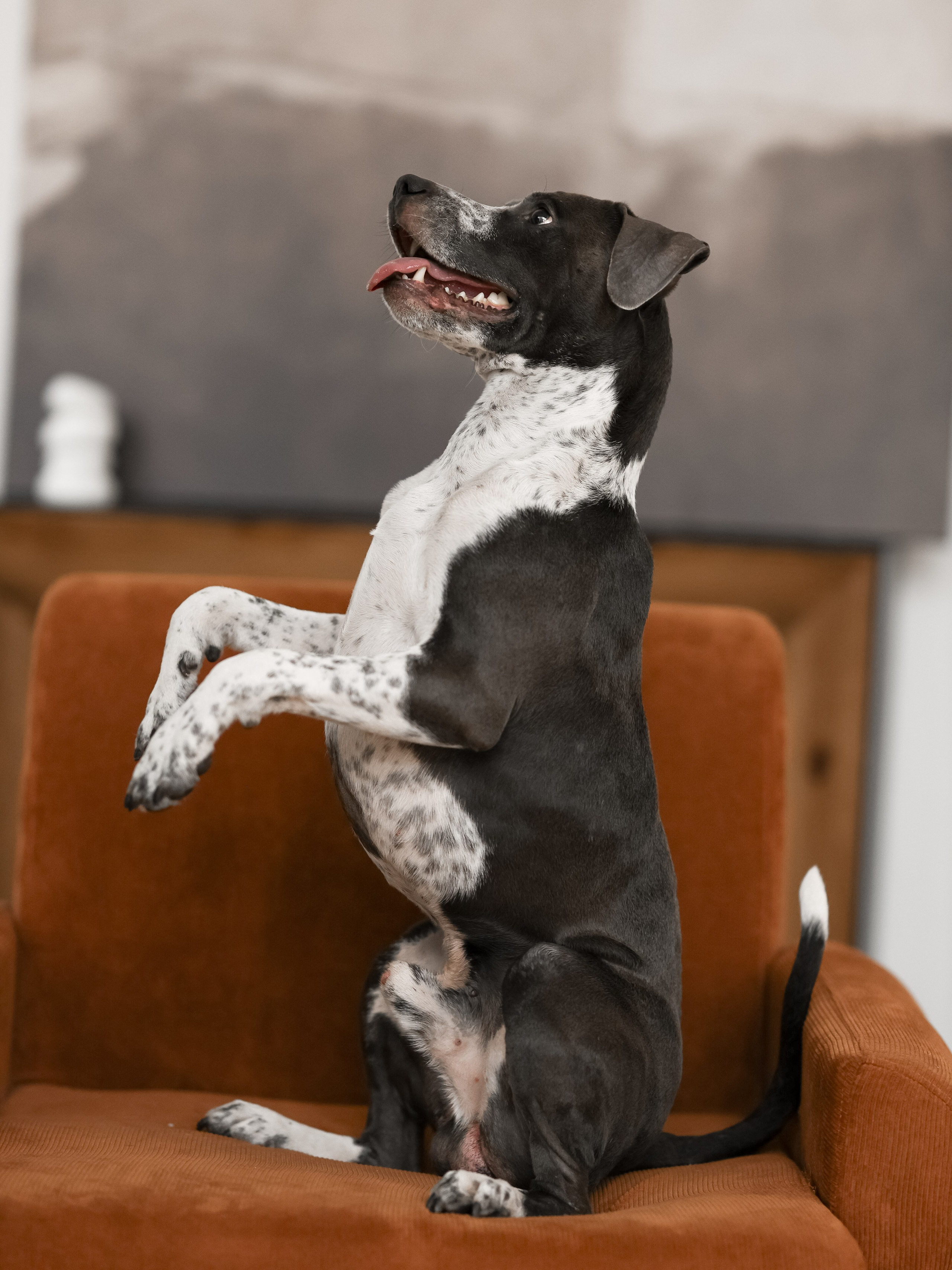 Тортик Даша и Никита. Фотограф-анималист в Москве Кириллова Татьяна