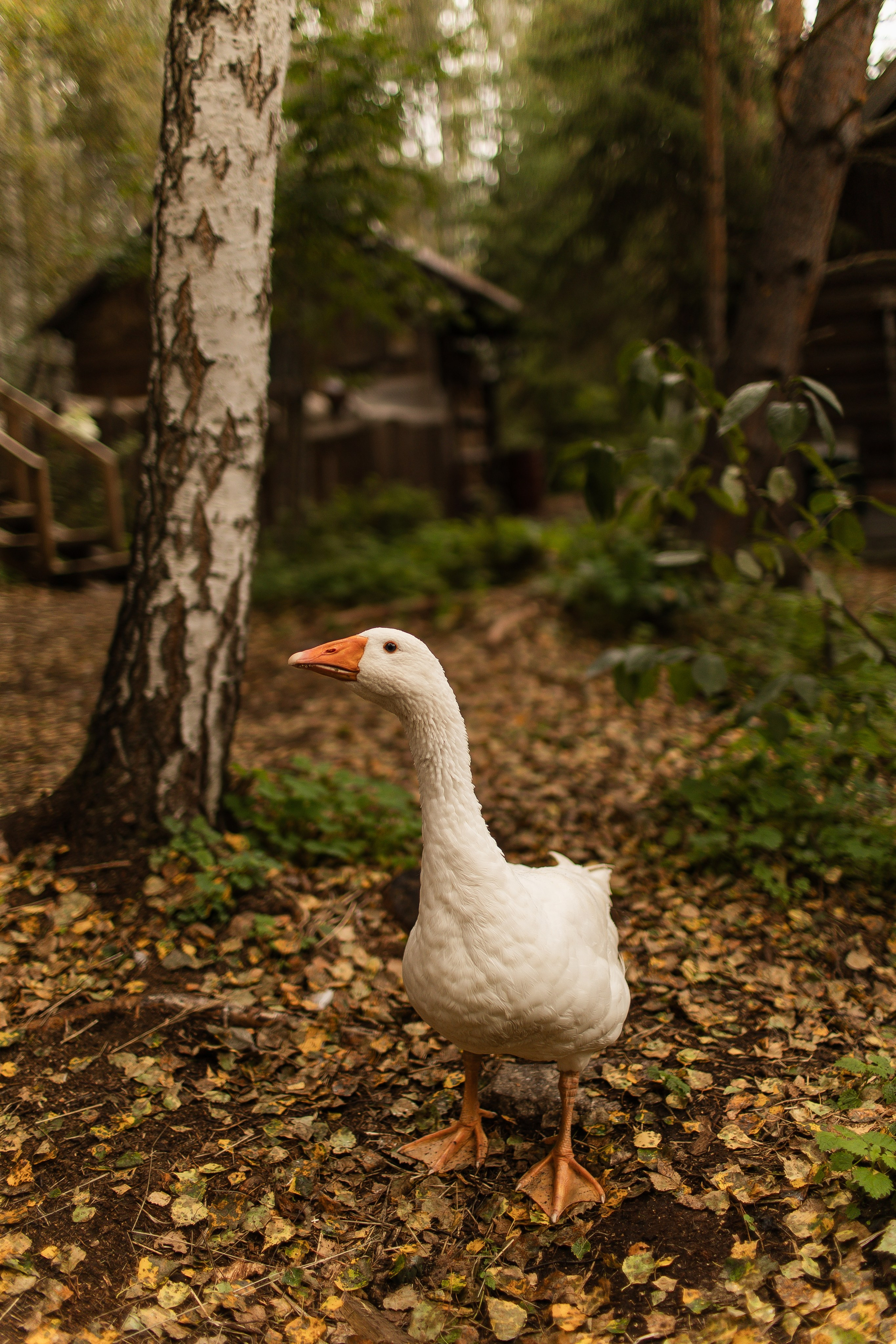 Ирина (магический сад). Семейная съемка — это красивый способ признаться своей семье в любви