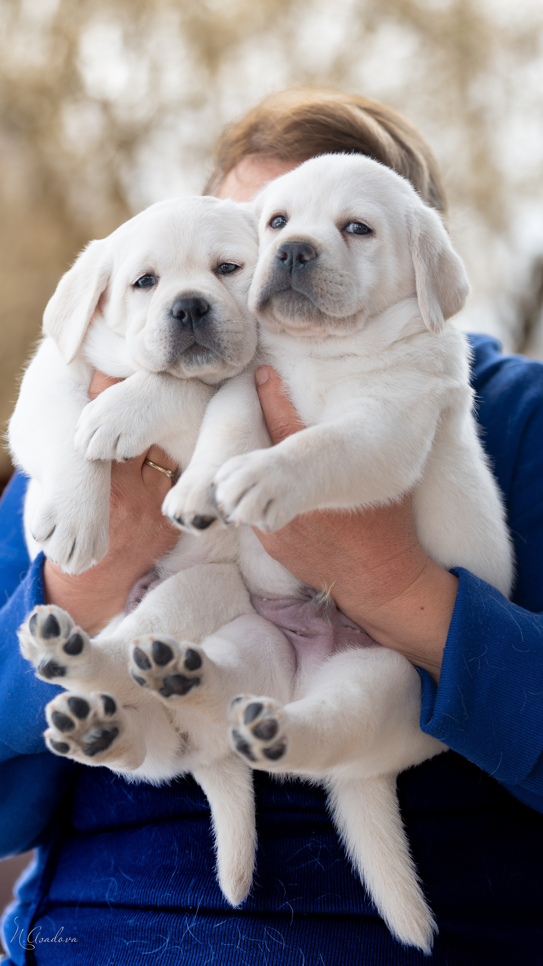 Лабрадоры Помет Ч. Фотограф-анималист Асадова