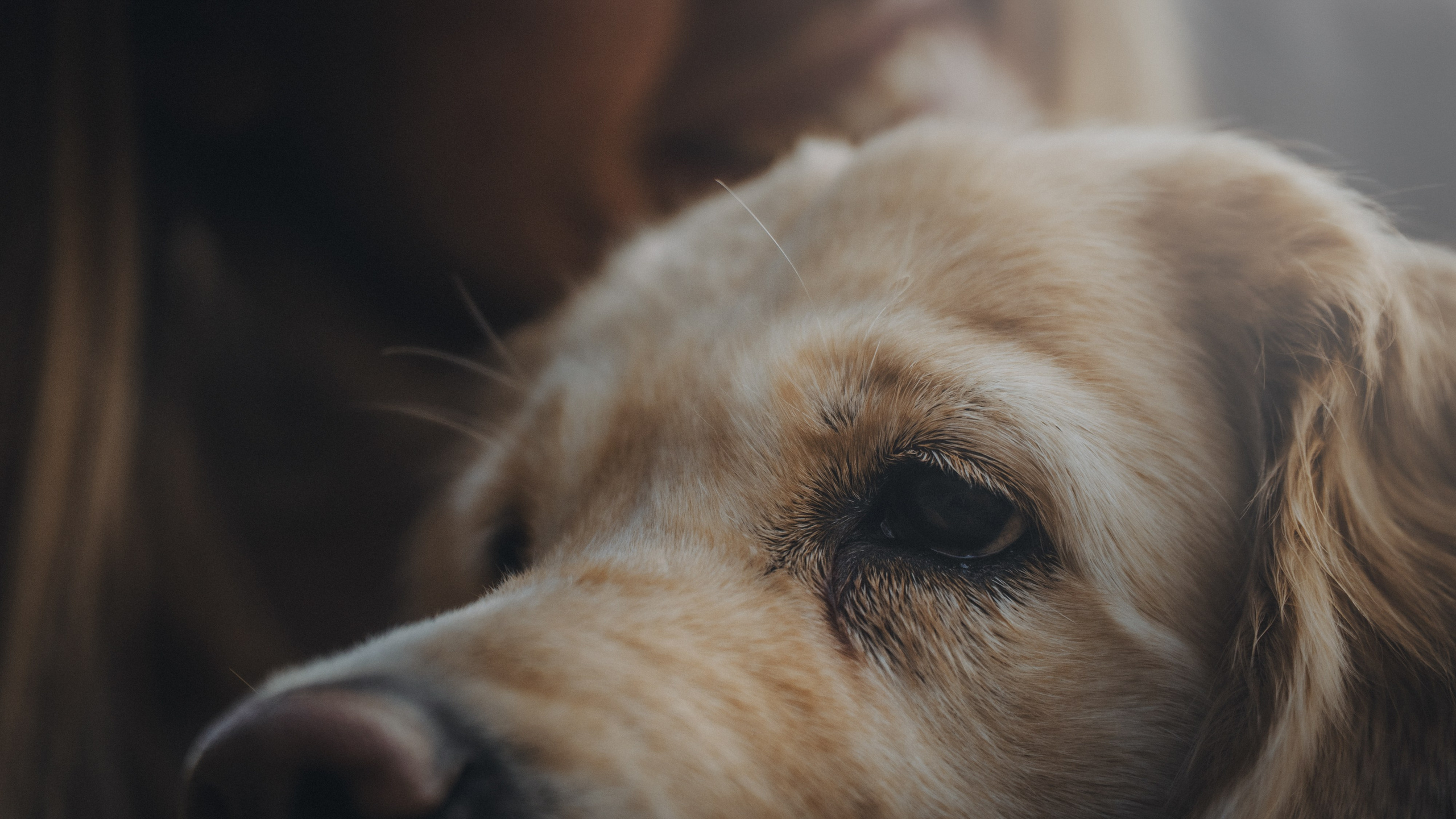 Анастасия и Айза. Фотограф анималист в Москве и Санкт-Петербурге Свиридова Анна