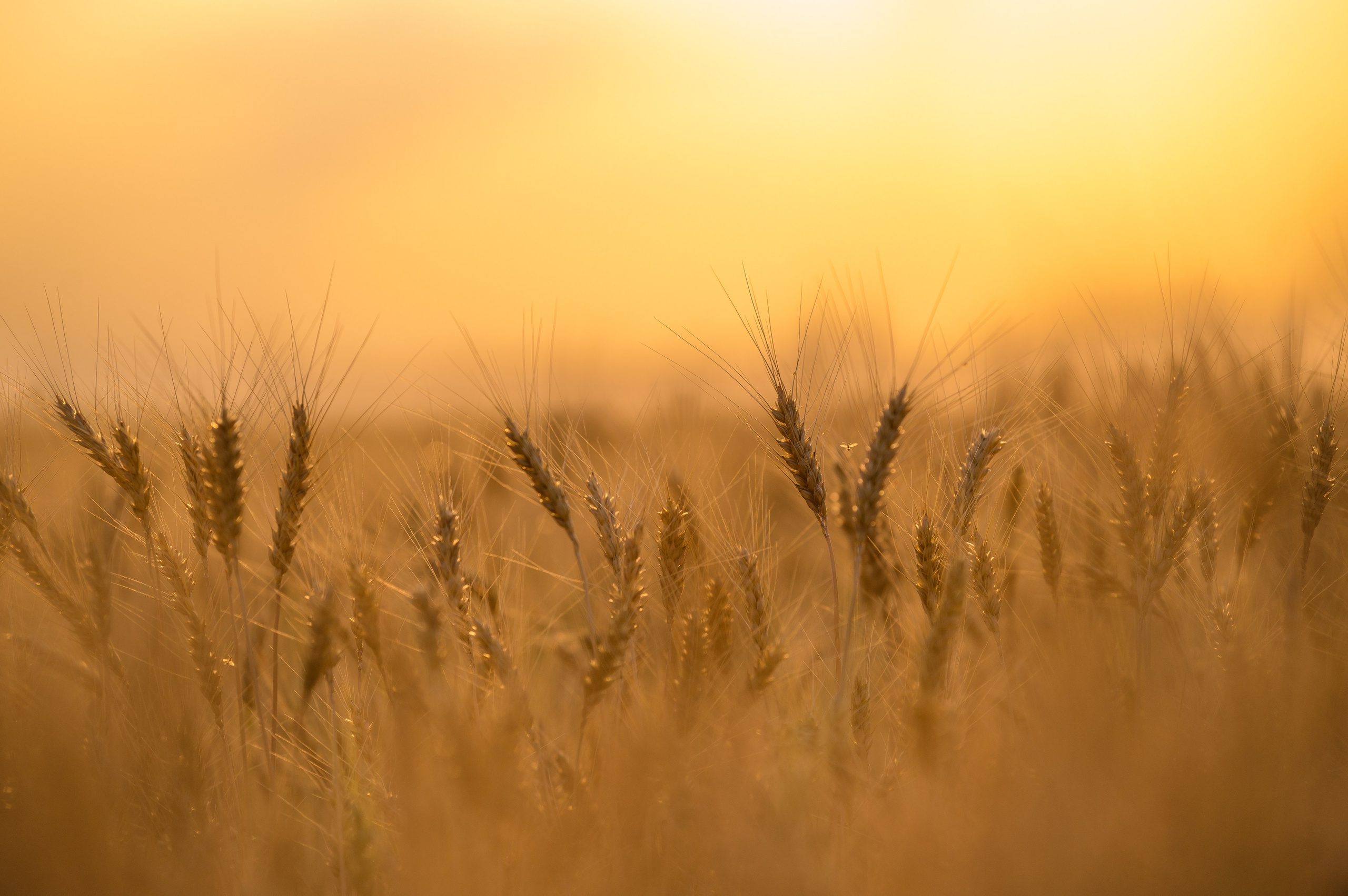 Проекты. Профессиональный фотограф Вячеслав Плацында | Липецк |