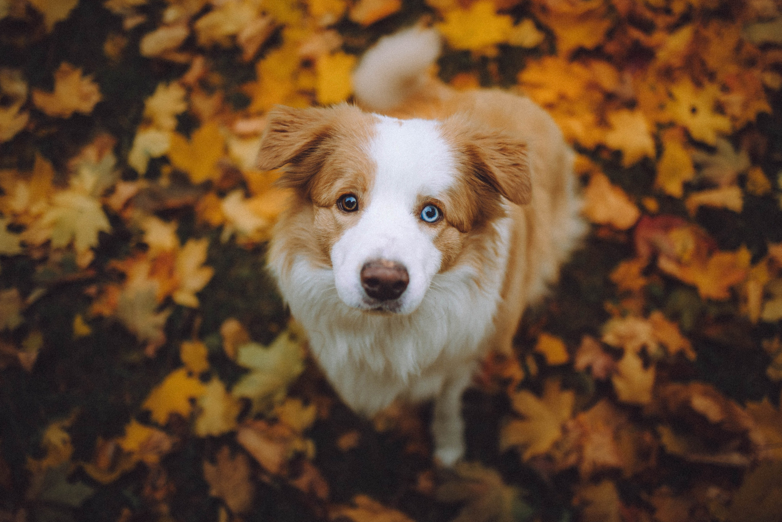 Алина, Витя и Асти