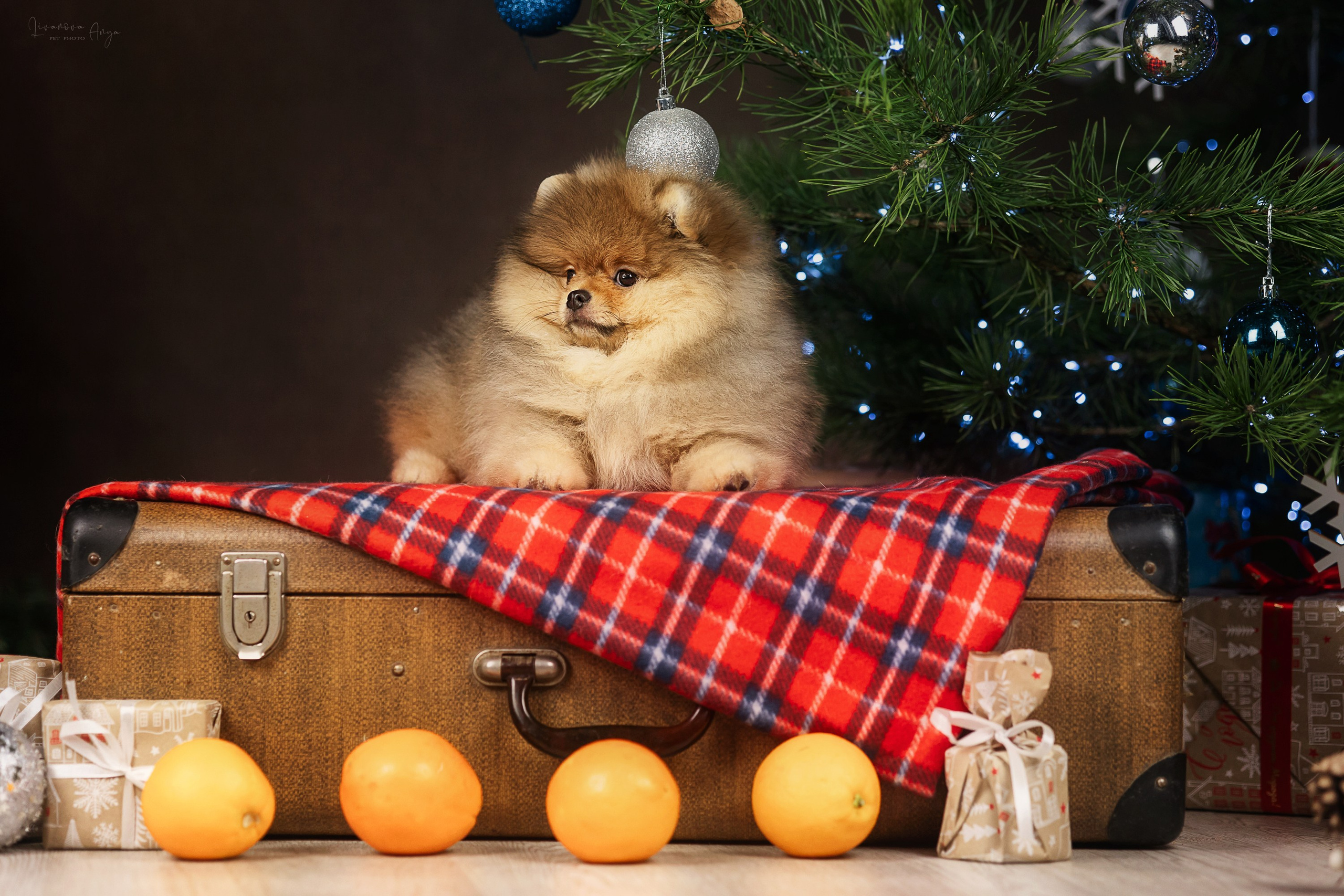 Фотодень_1 2025. Фотограф анималист Аня Ливанова | Рыбинск