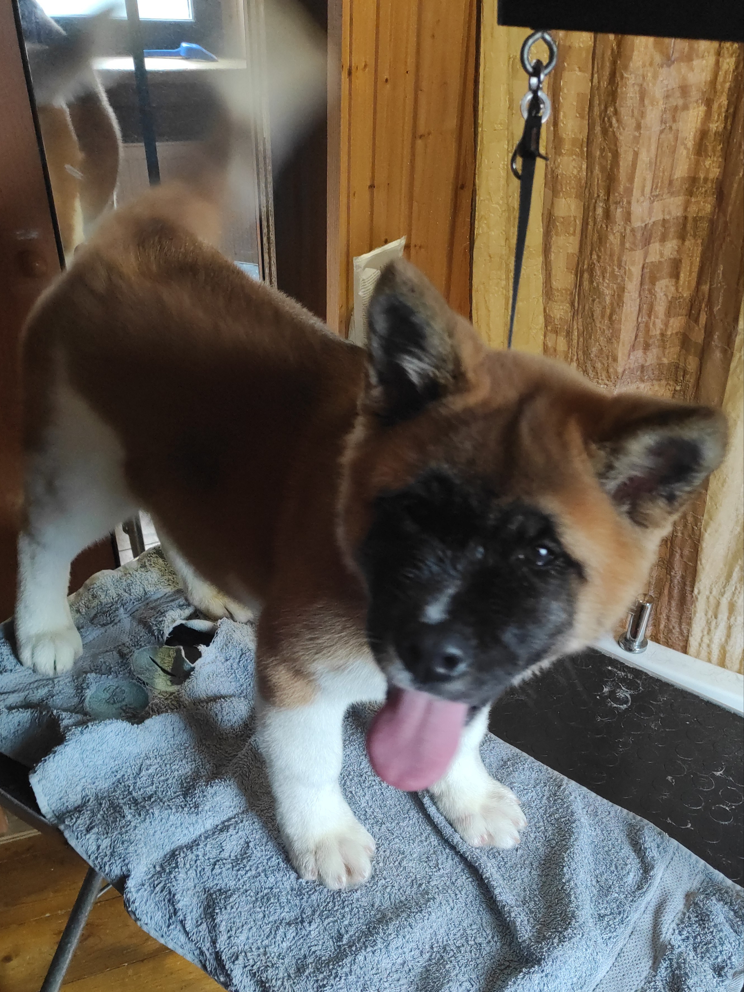 щенки Акита американская купить санкт-петербург питомник RUBYLIGHT BIYA & Dilinze's Hause Orion