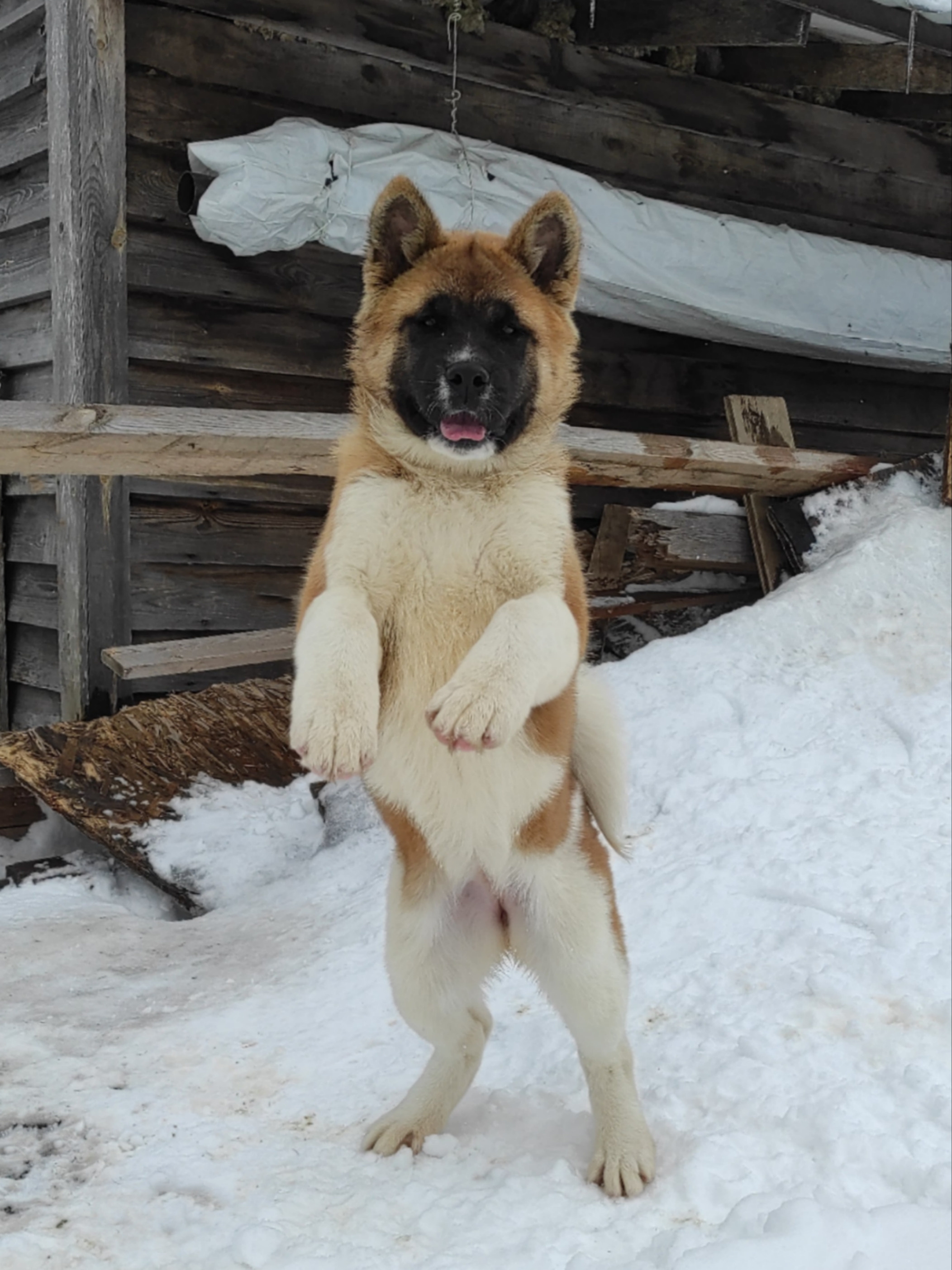 щенки Акита американская купить санкт-петербург питомник RUBYLIGHT BIYA & Dilinze's Hause Orion