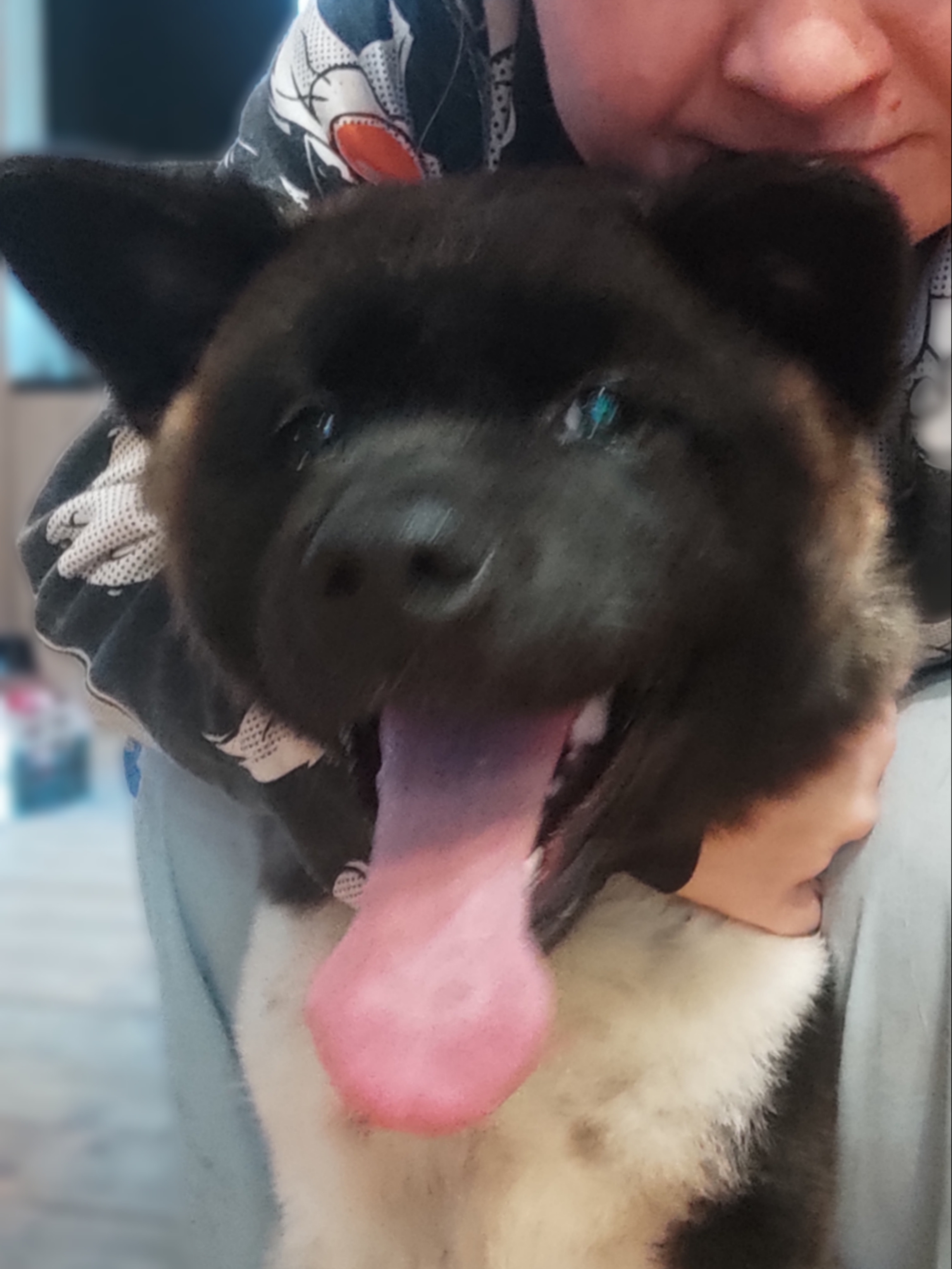 GLORIOUS LION MERCEDES Шуга , Американская акита Санкт-Петербург, питомник RUBYLIGHT , щенки американская акита амакита акита ину