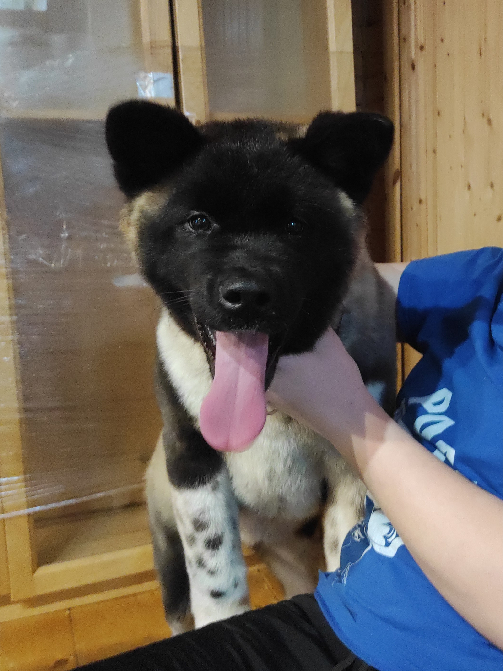 GLORIOUS LION MERCEDES Шуга , Американская акита Санкт-Петербург, питомник RUBYLIGHT , щенки американская акита амакита акита ину