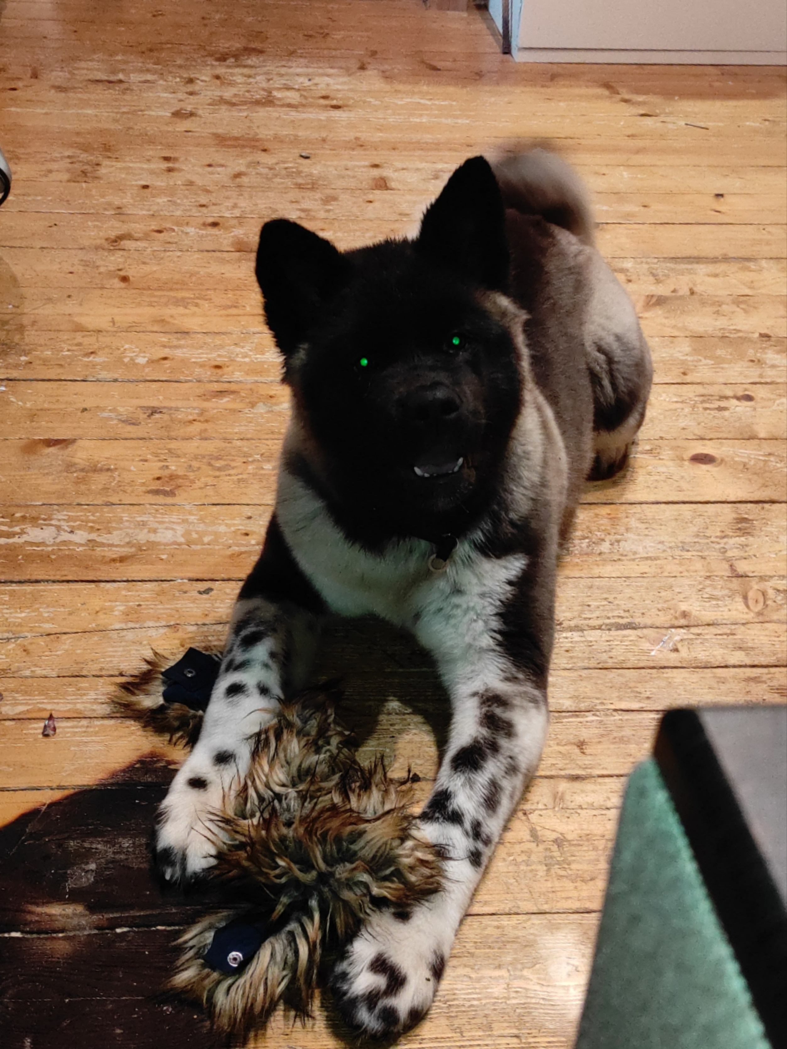 GLORIOUS LION MERCEDES Шуга , Американская акита Санкт-Петербург, питомник RUBYLIGHT , щенки американская акита амакита акита ину