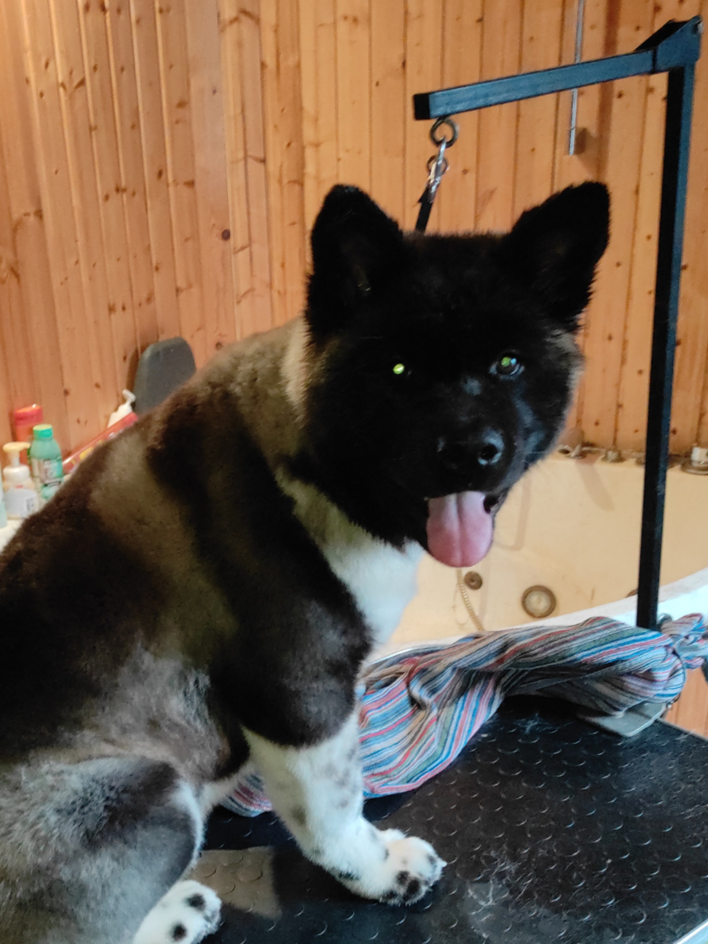 GLORIOUS LION MERCEDES Шуга , Американская акита Санкт-Петербург, питомник RUBYLIGHT , щенки американская акита амакита акита ину