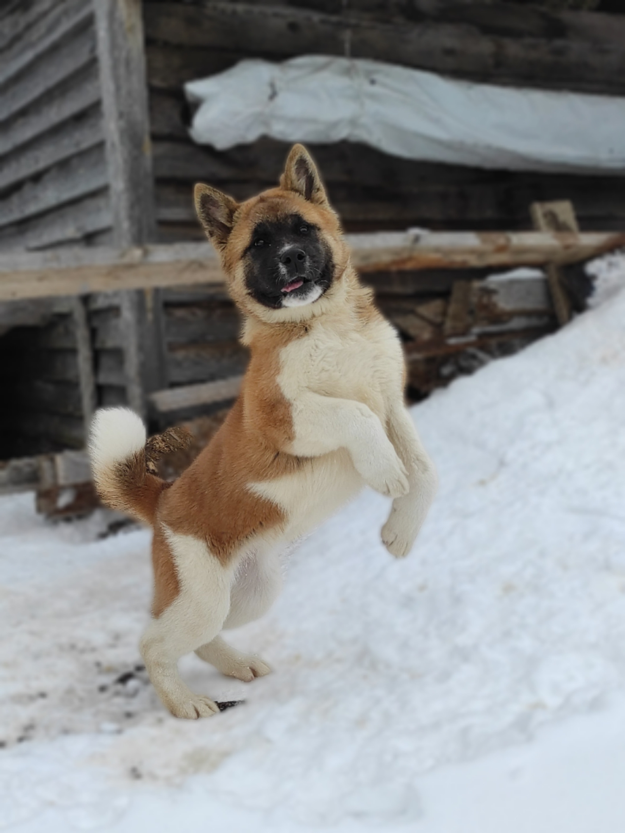 щенки Акита американская купить санкт-петербург питомник RUBYLIGHT BIYA & Dilinze's Hause Orion