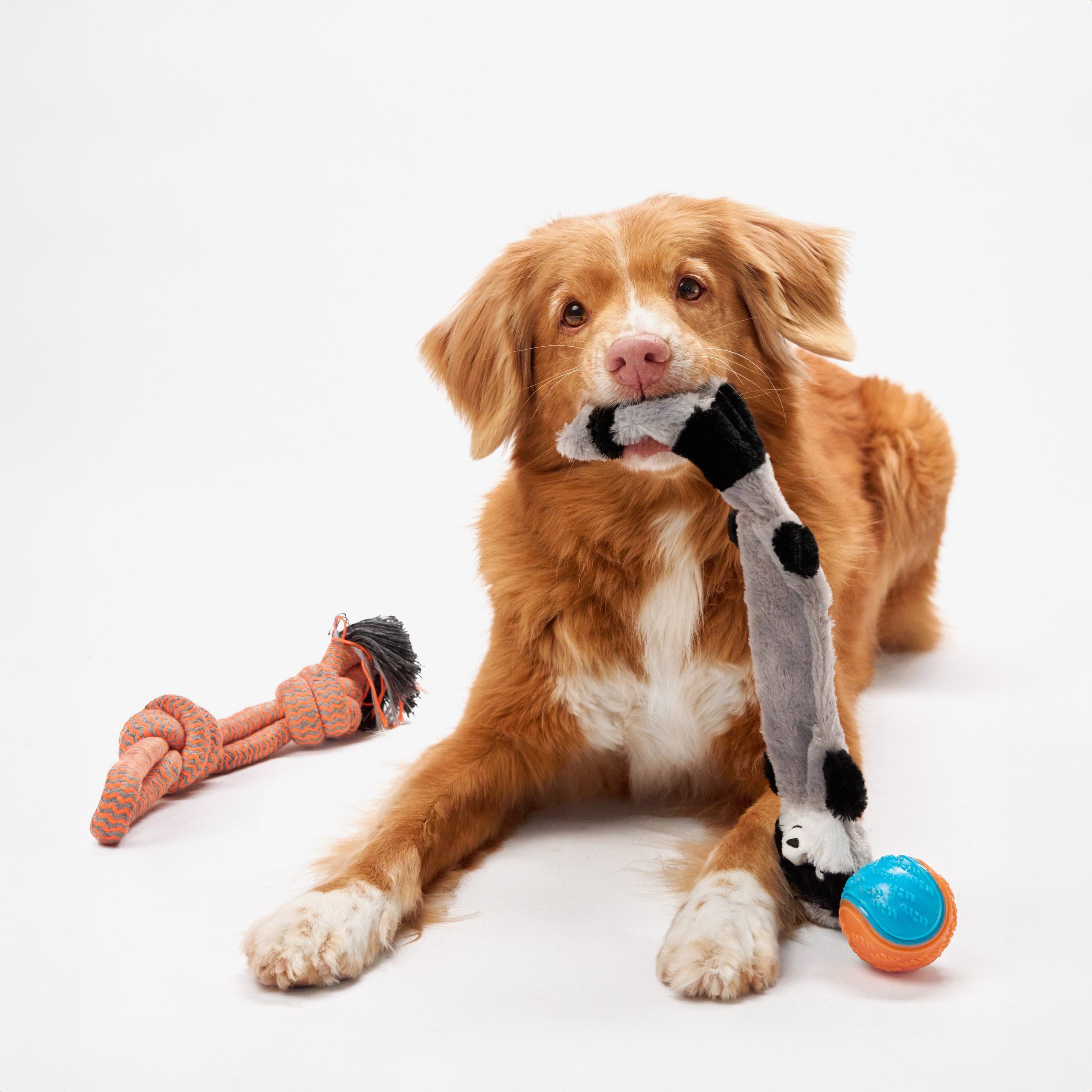 Advertising shooting with animals. Pets in advertising. Dog photographer Averianova Anna — Art photography of dogs