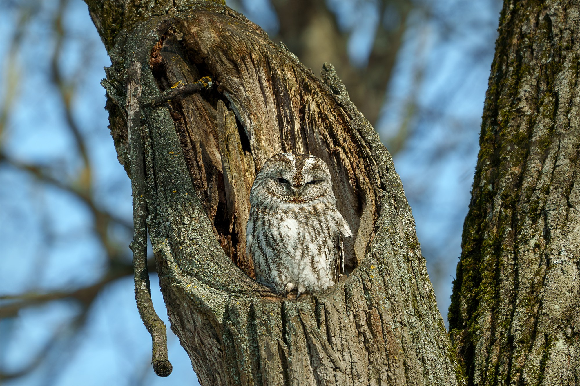 Удивительные мир птиц. Вокруг нас столько прекрасного — присмотритесь!. Ваш личный фотограф Марина Волкова