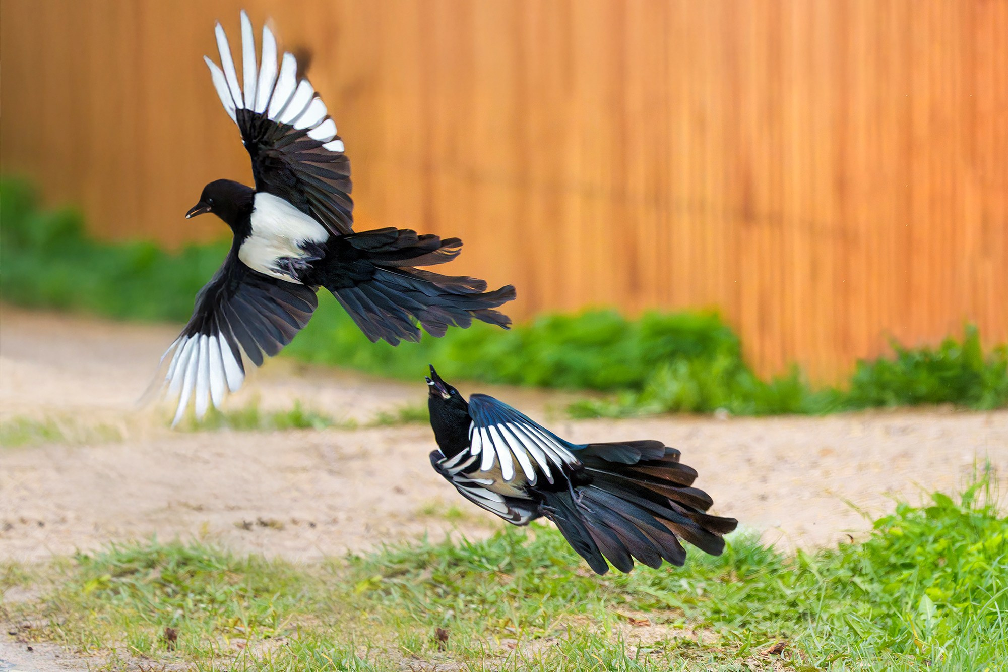 Удивительные мир птиц. Вокруг нас столько прекрасного — присмотритесь!. Ваш личный фотограф Марина Волкова
