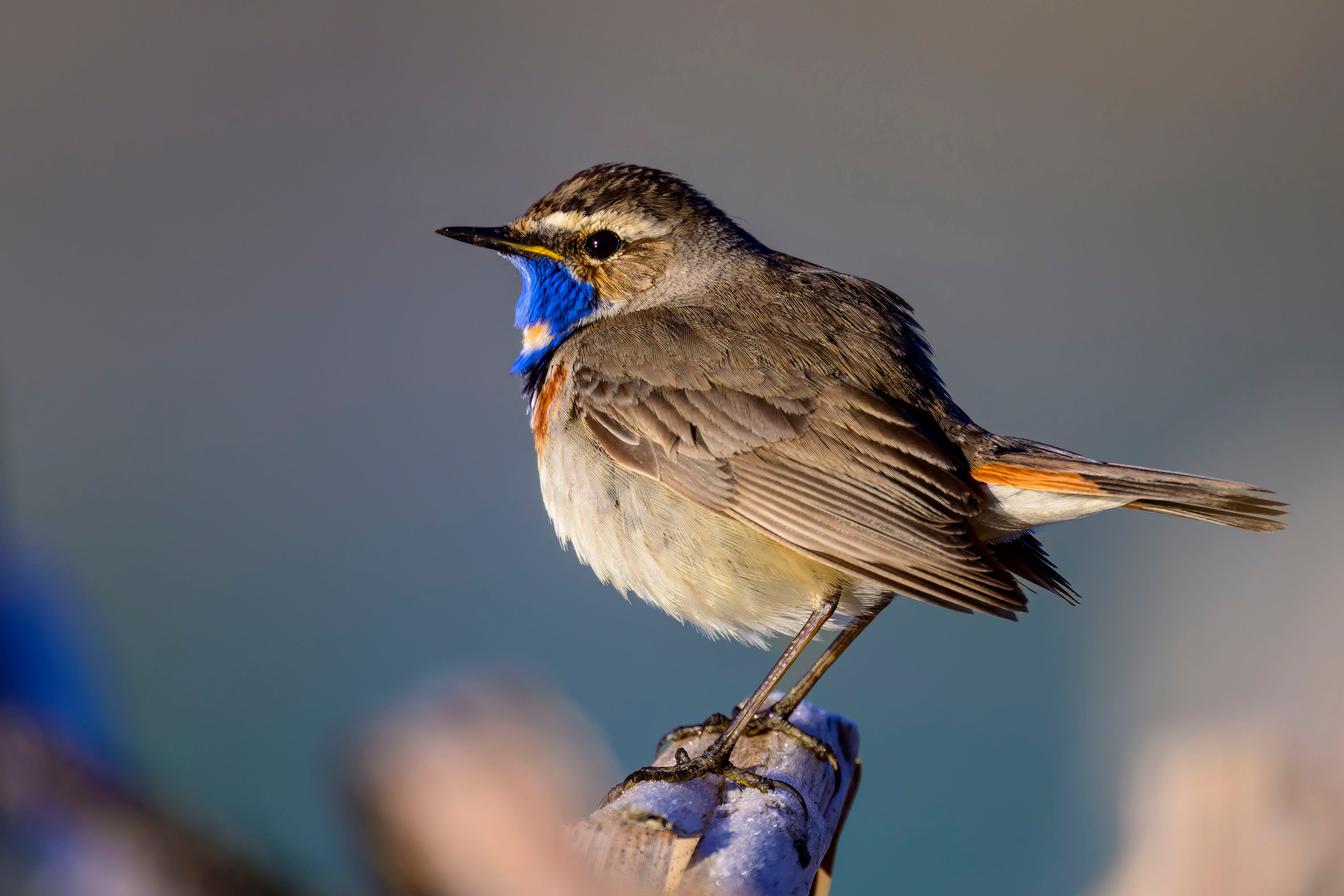 Варакушка. Фотограф Сергей Пупонин
