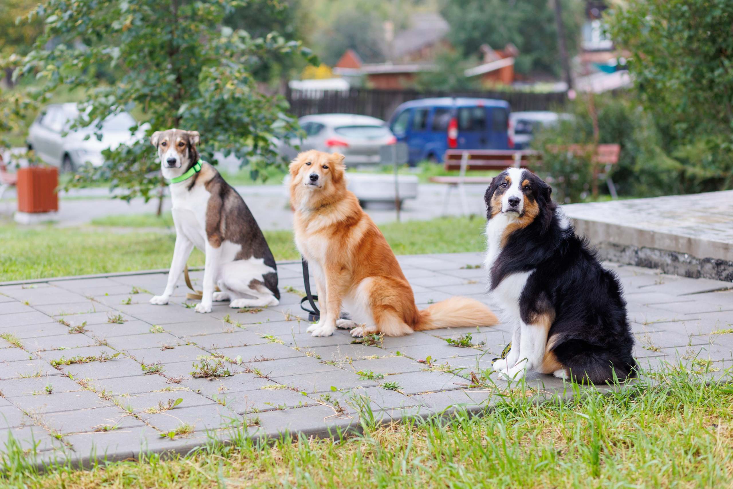 Фаунвилль. «Лаборатория Фотофей» — Виктория Балмош и Юлия Мун. Екатеринбург