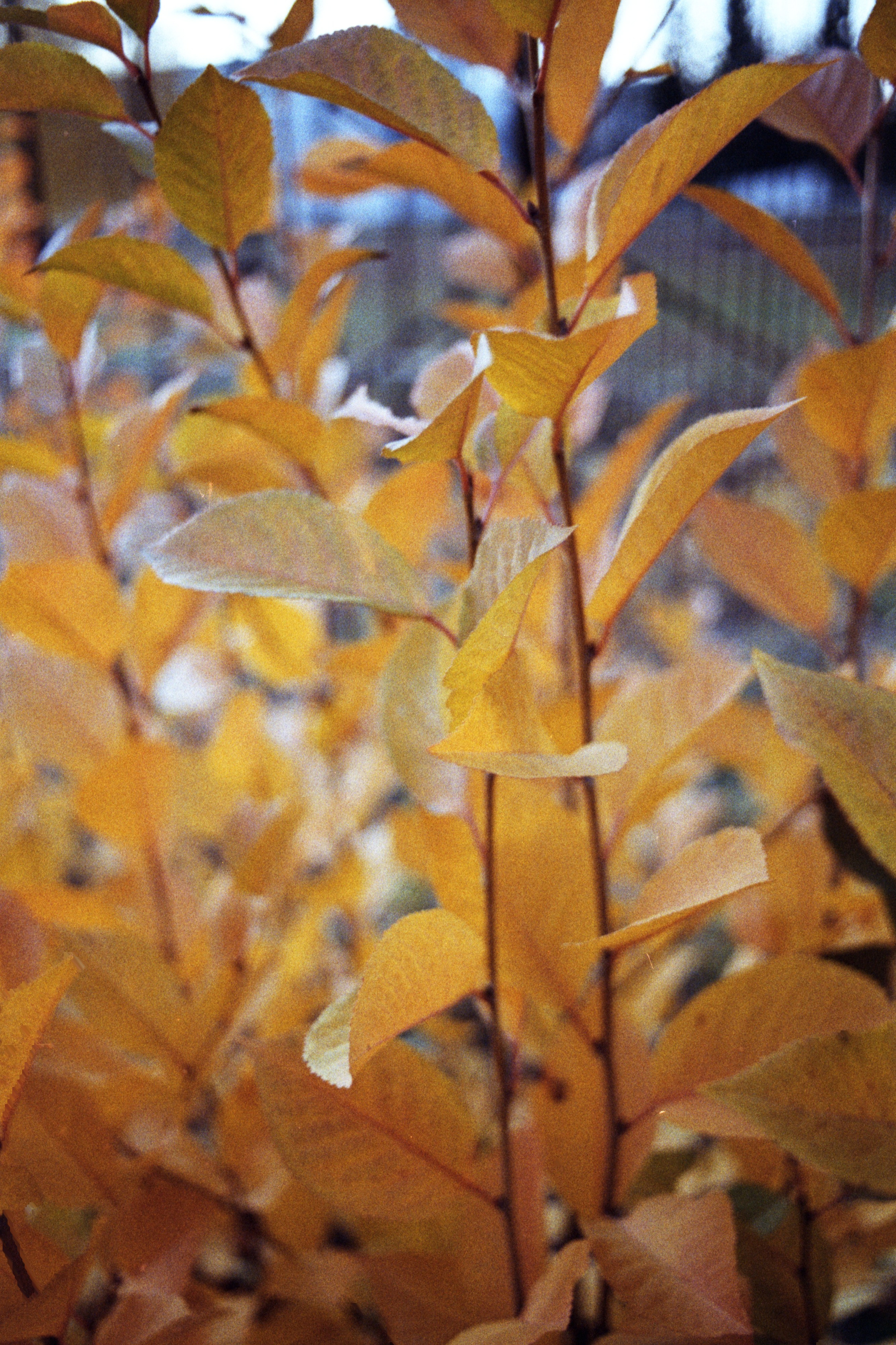 Пленочная история. Дмитрий Пропадалин, Нейрофотография