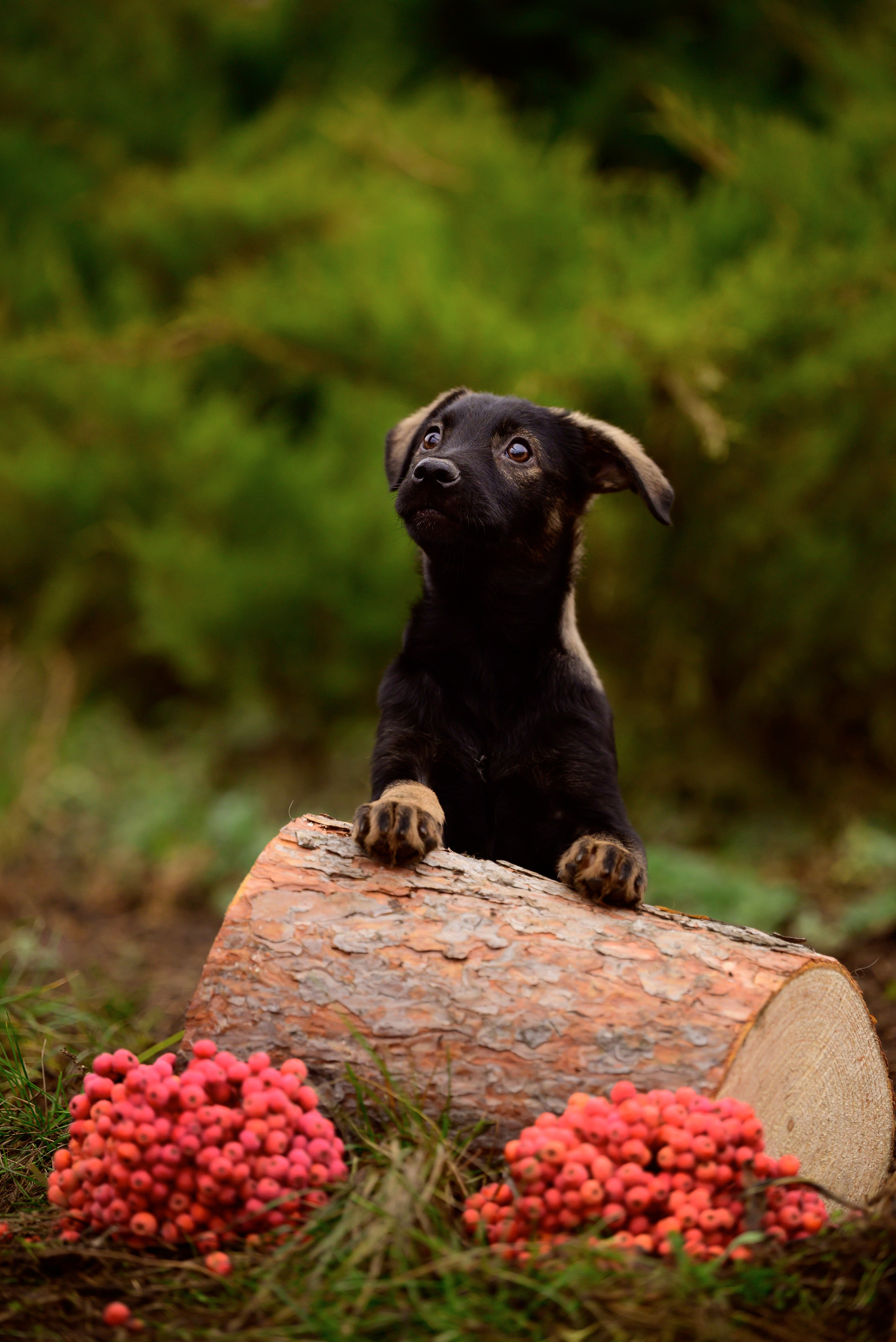 Круассанчики. Мила Астахова