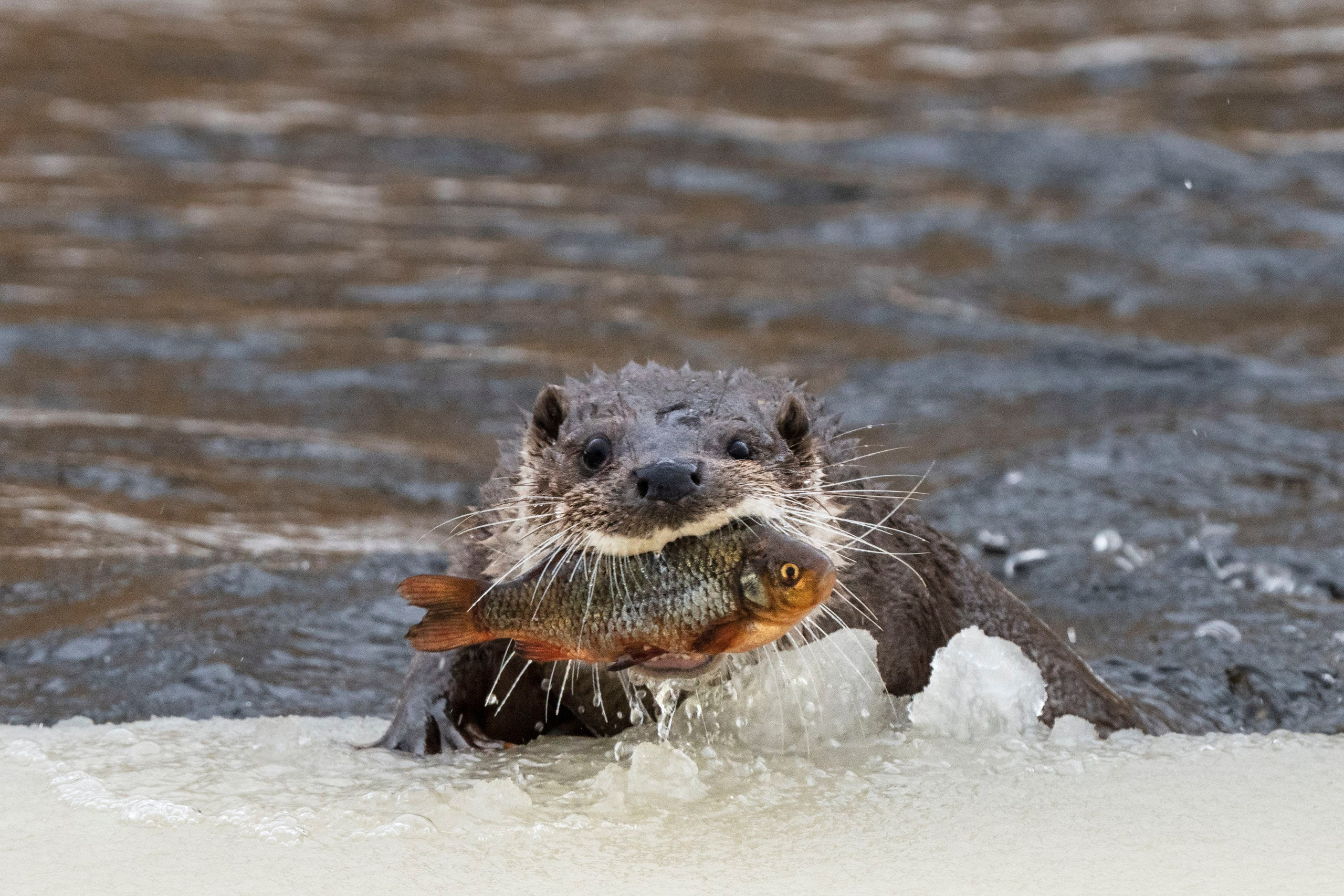 Зимой в Белоруссии. Фотограф Владимир Остапенко