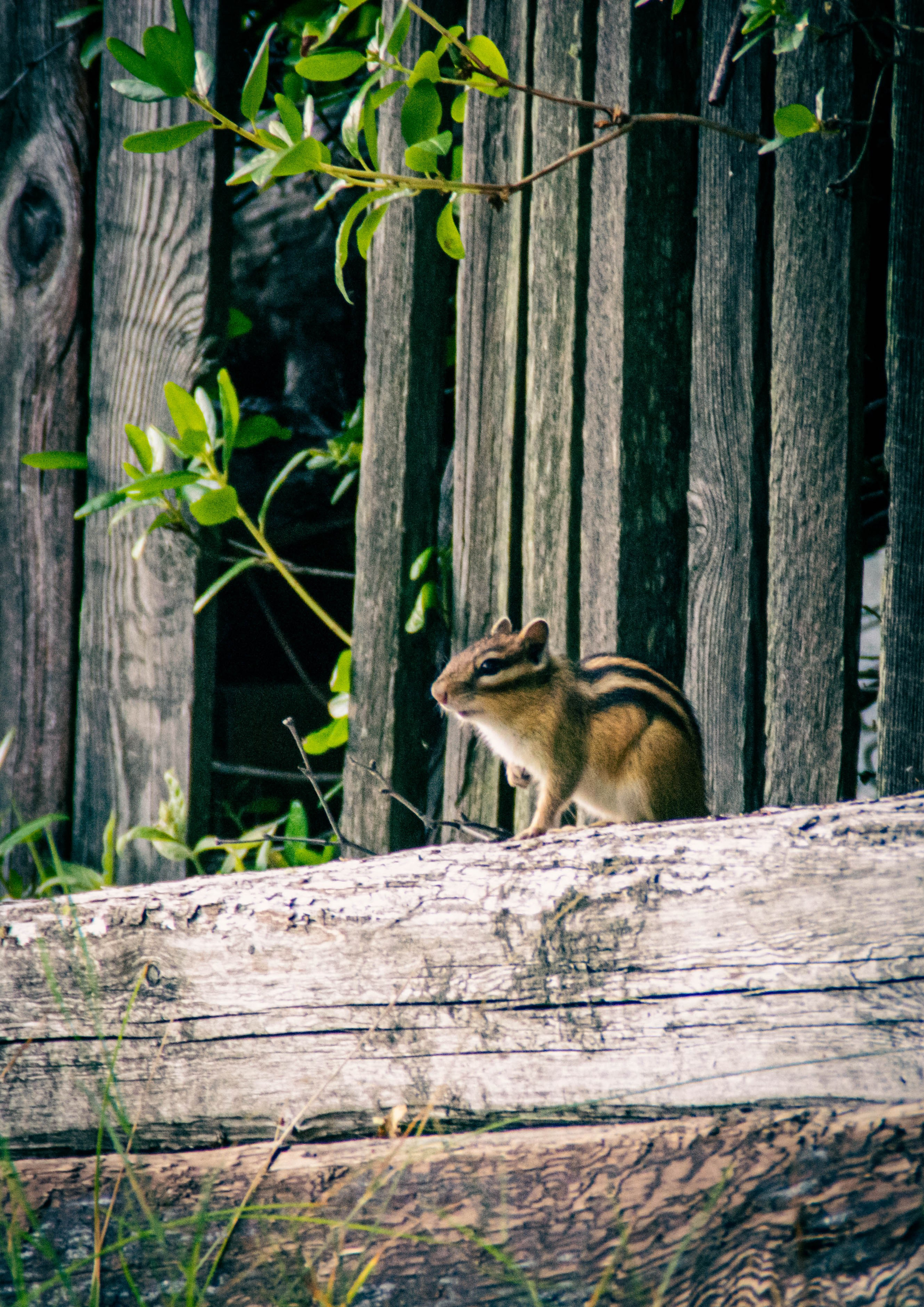 Природа в фотографии, взгляд на прекрасное через объектив фотоаппарата. Елена Волкова семейный фотограф в станице Гостагаевской города-курорта Анапа