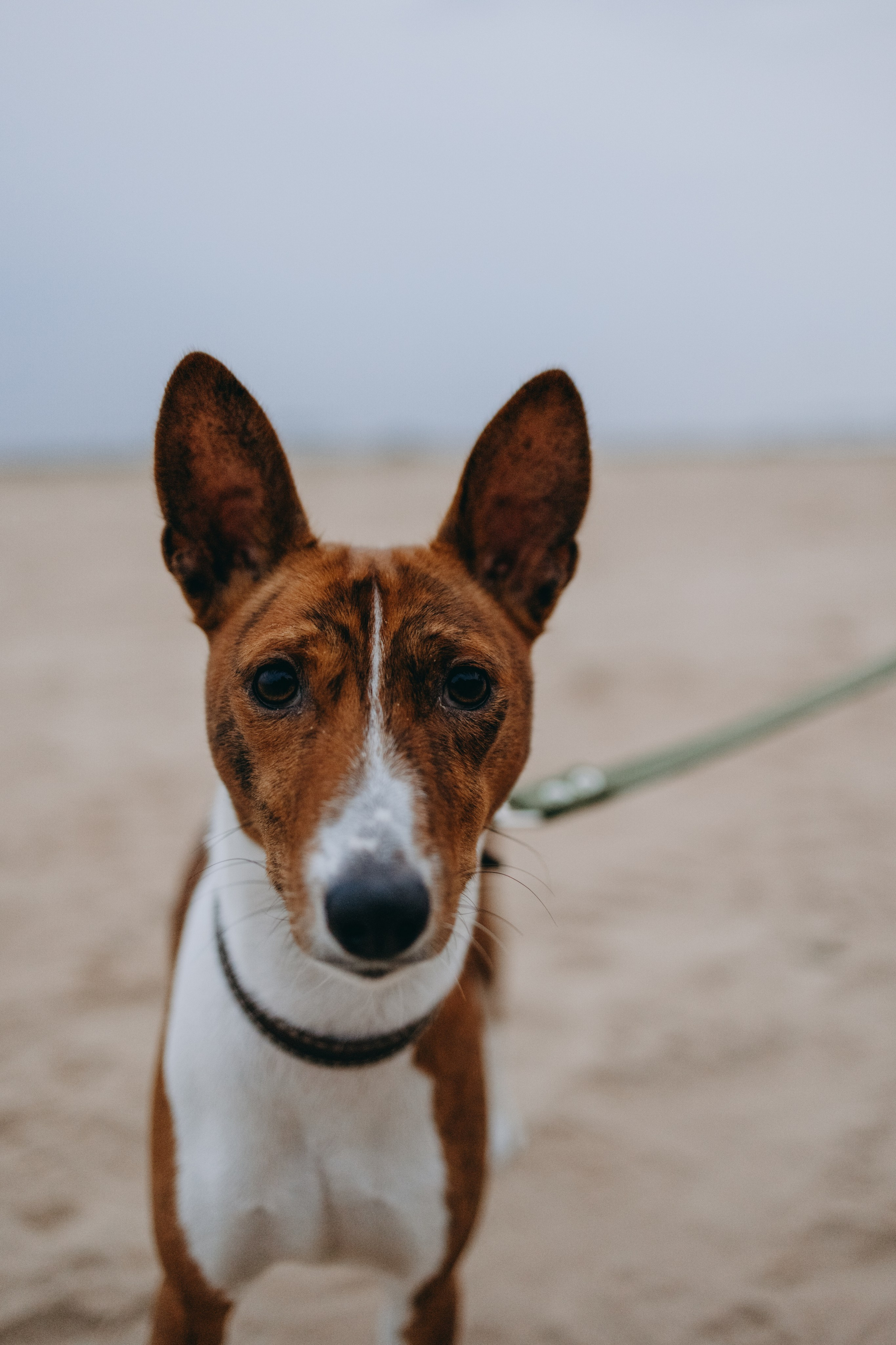 Даша и Арчи. Фотограф — Анималист | Санкт-Петербург