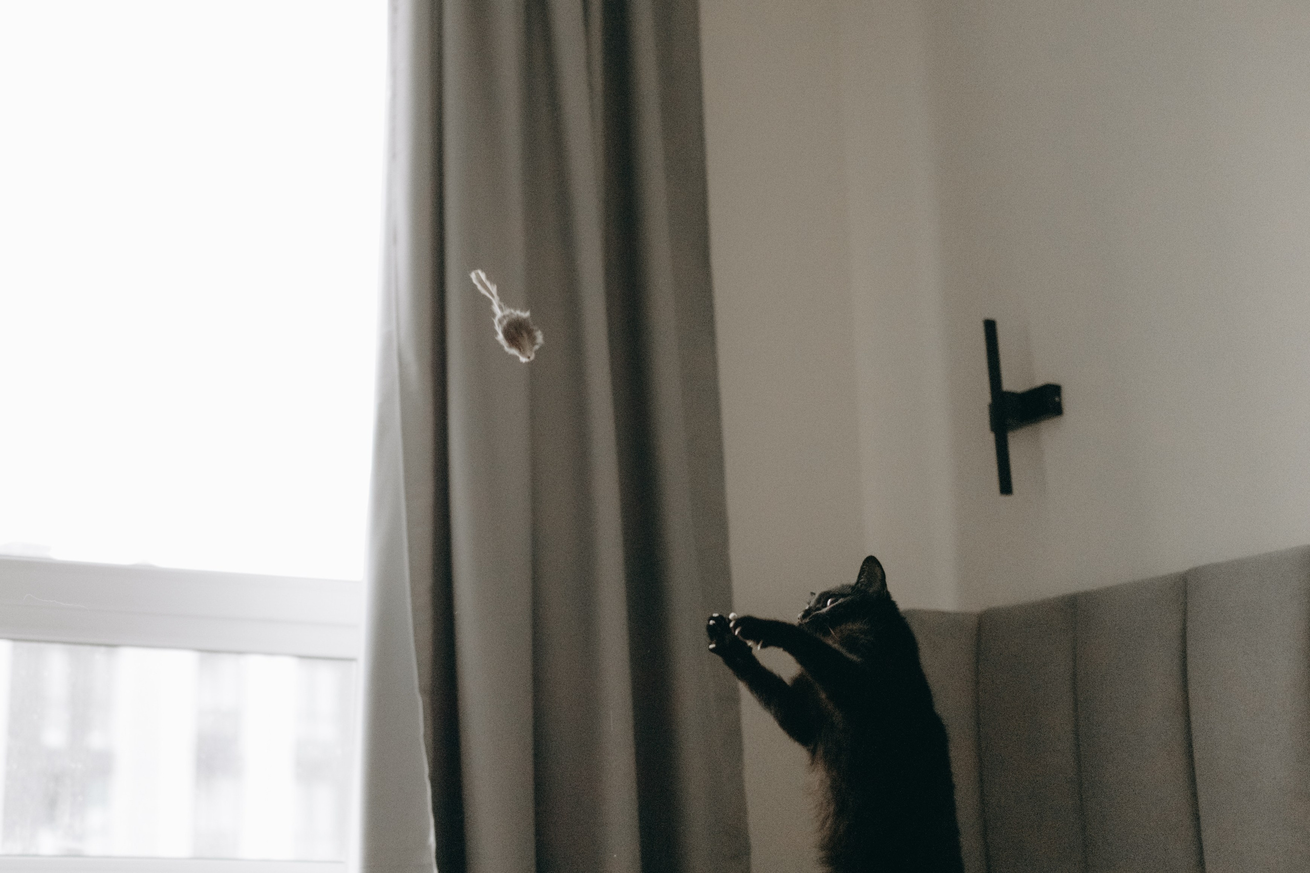 Настя, Никита и их Гром и Мяу. Фотограф — Анималист | Санкт-Петербург