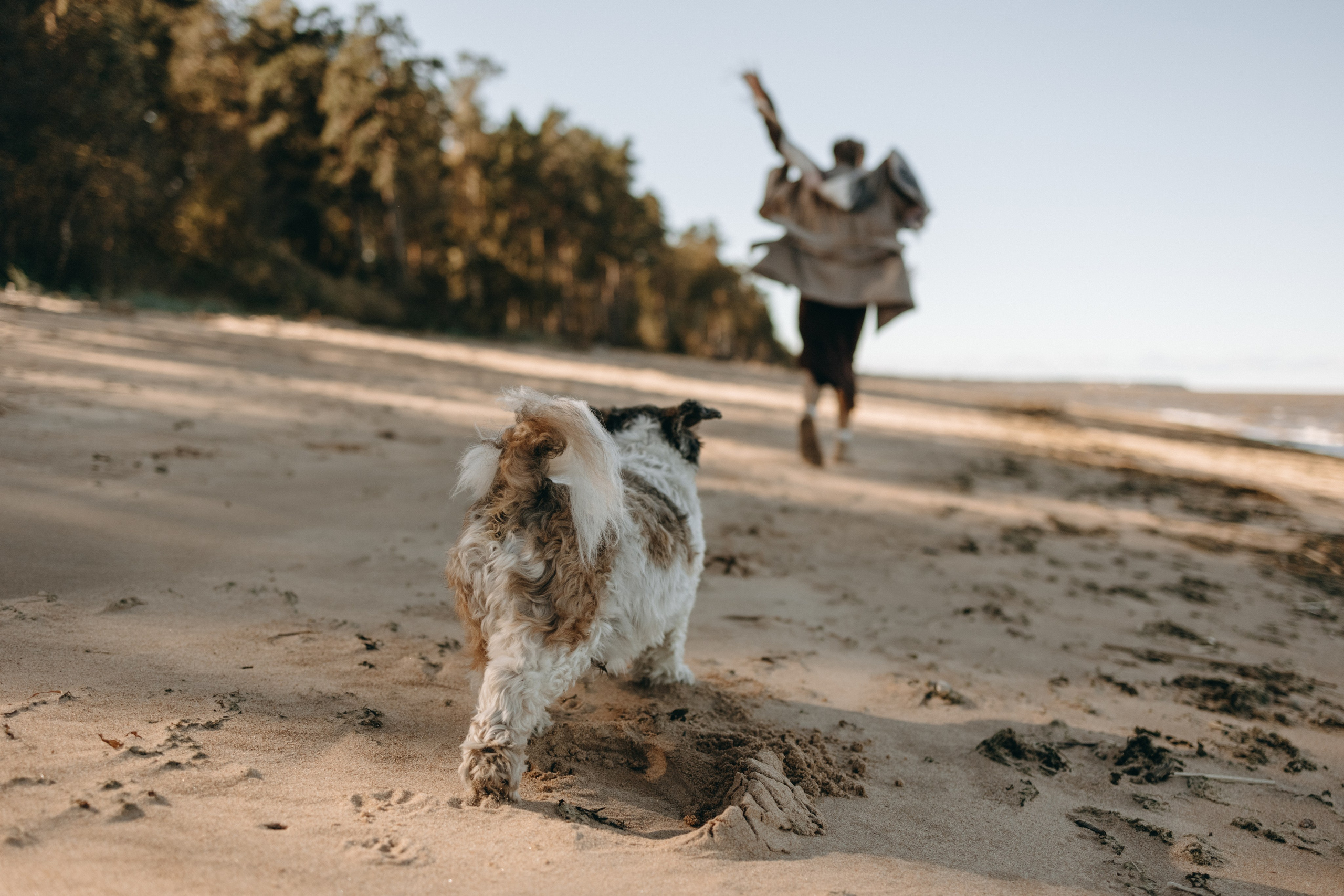 Настя и Франт. Фотограф — Анималист | Санкт-Петербург