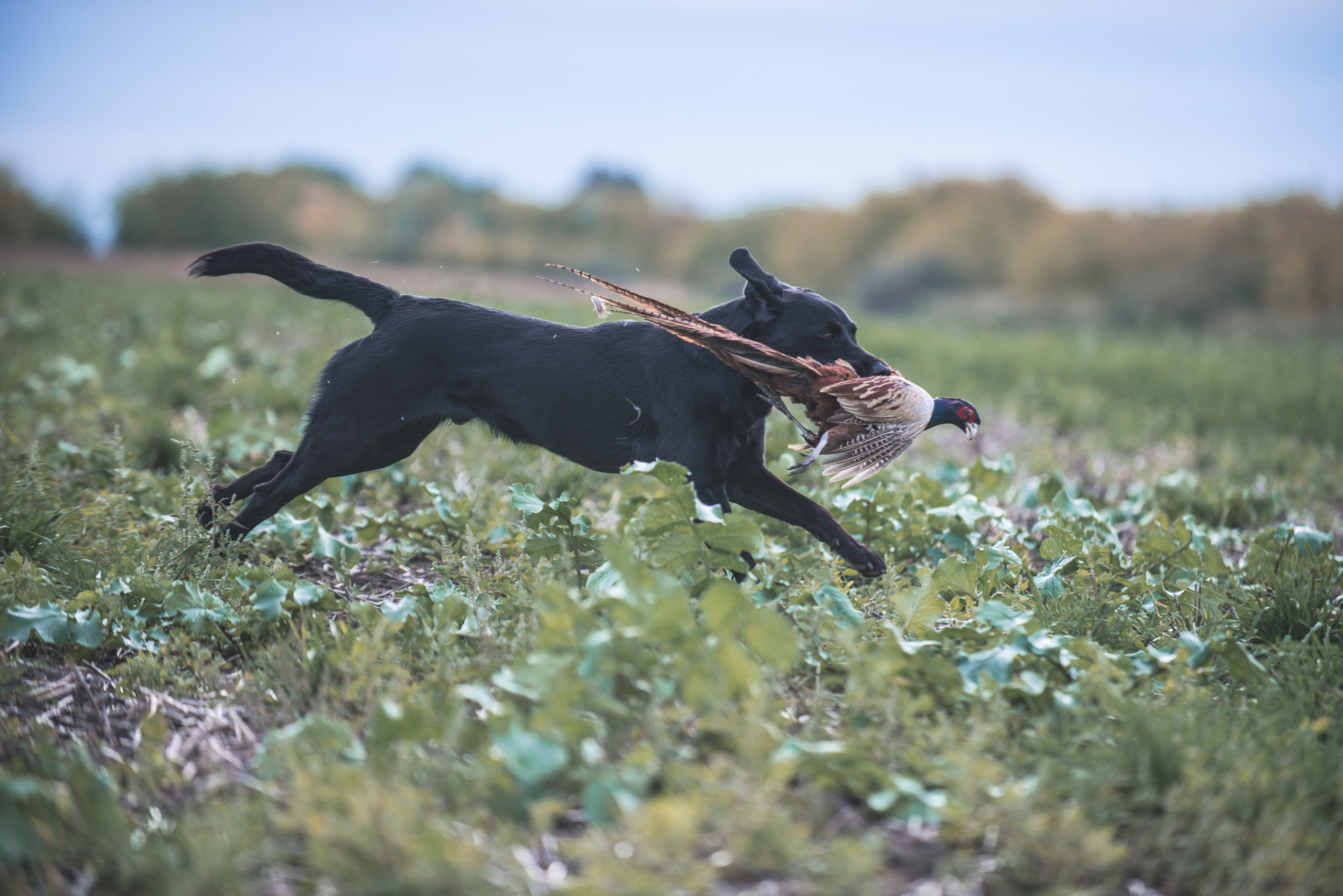 Фотограф-анималист Наталья Светличная