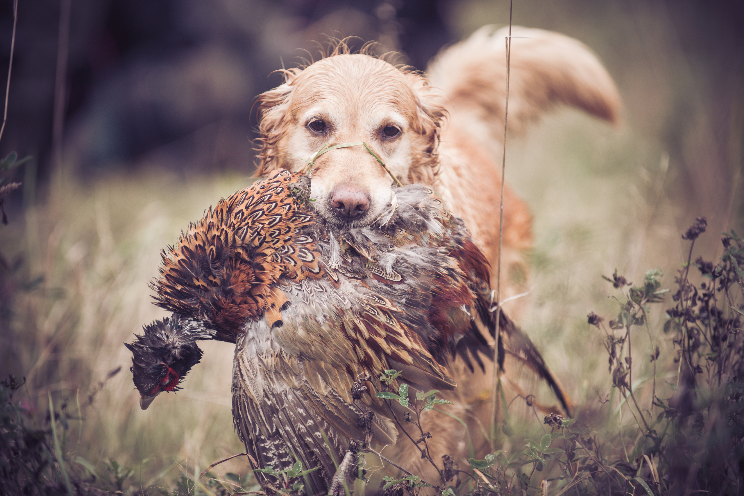 Фотограф-анималист Наталья Светличная