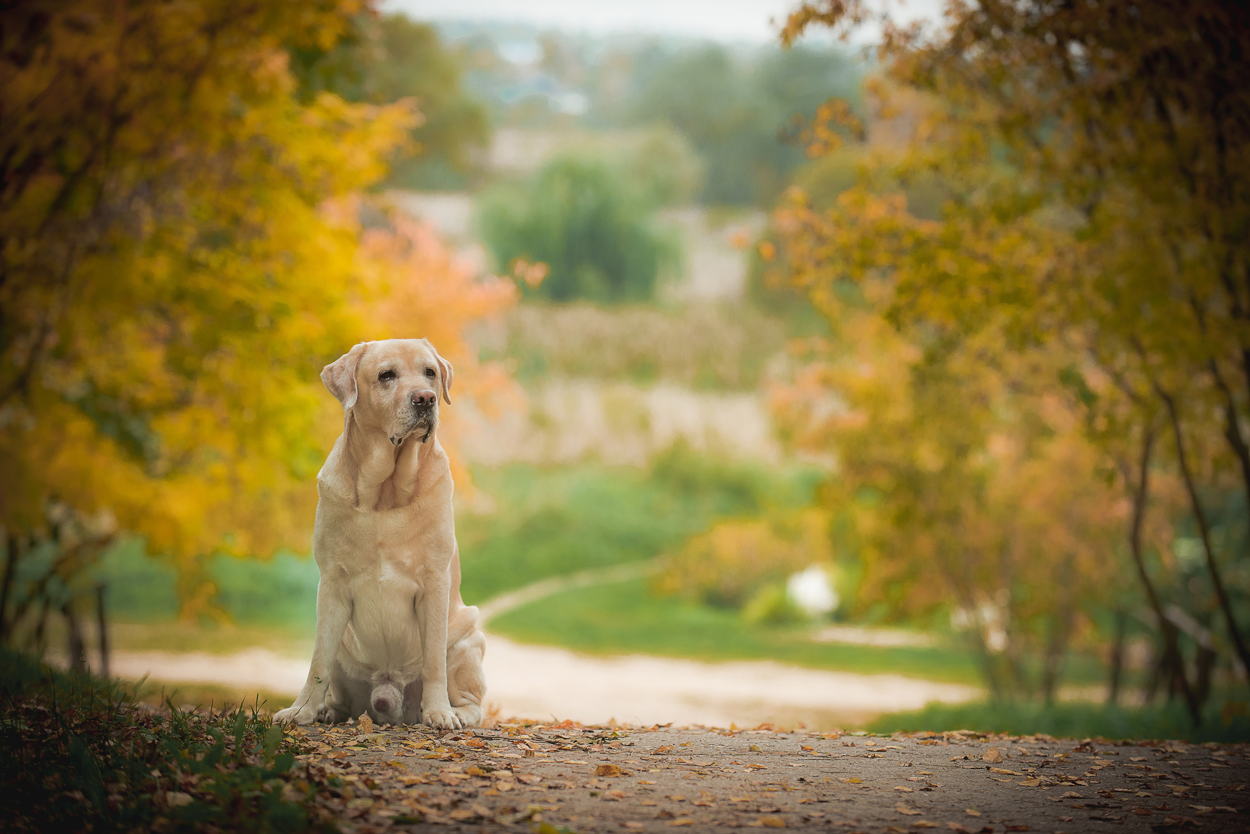 Фотограф-анималист Наталья Светличная
