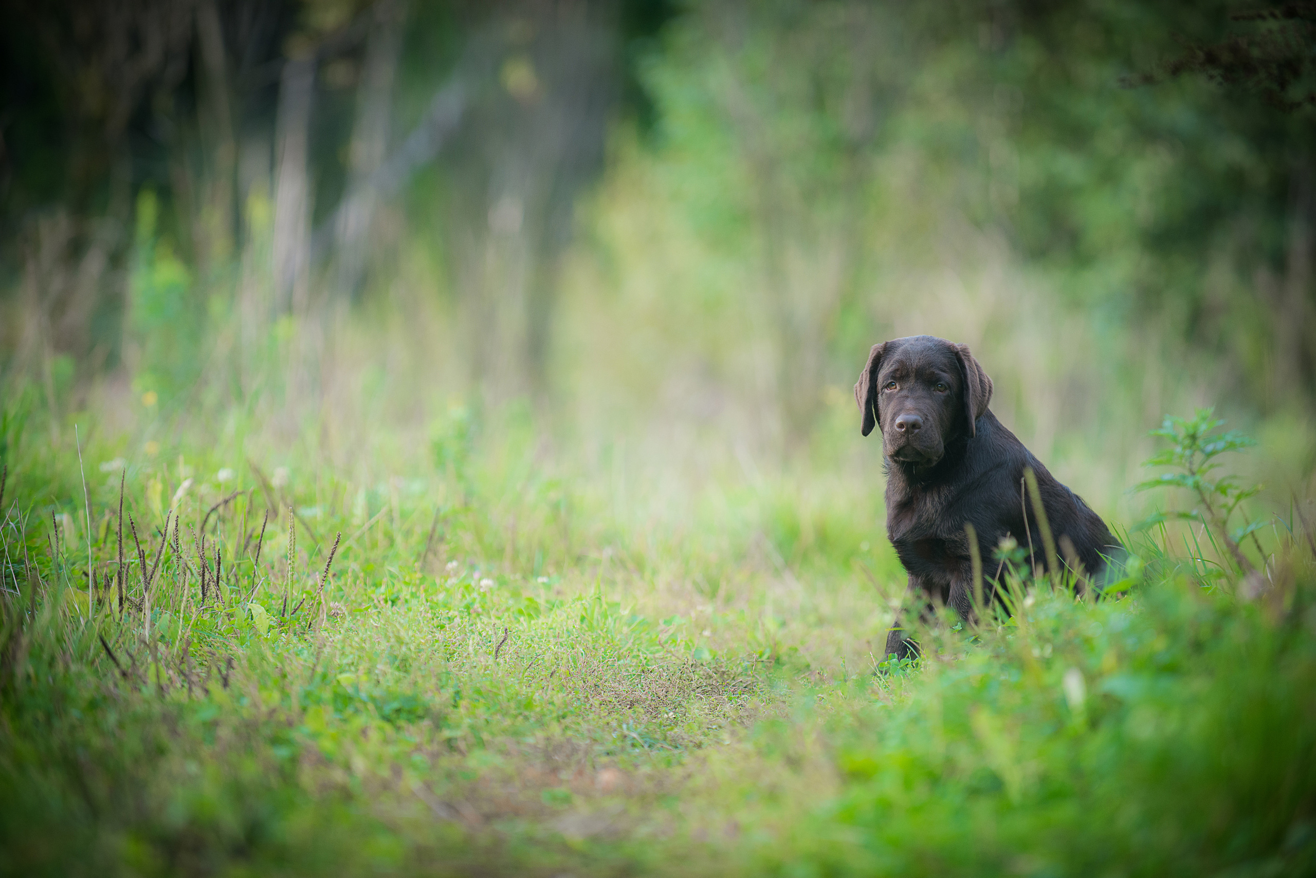 Фотограф-анималист Наталья Светличная