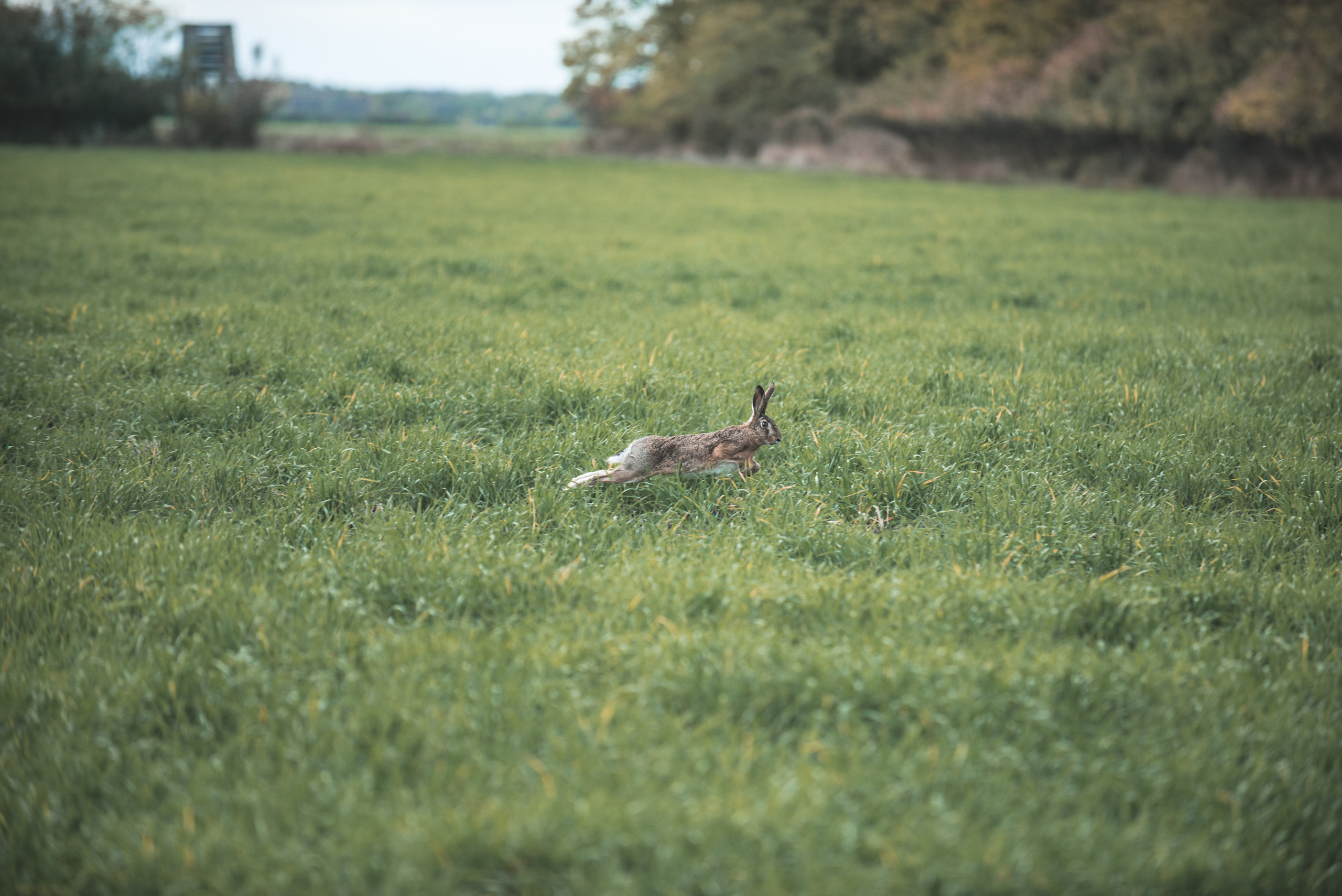 Фотограф-анималист Наталья Светличная