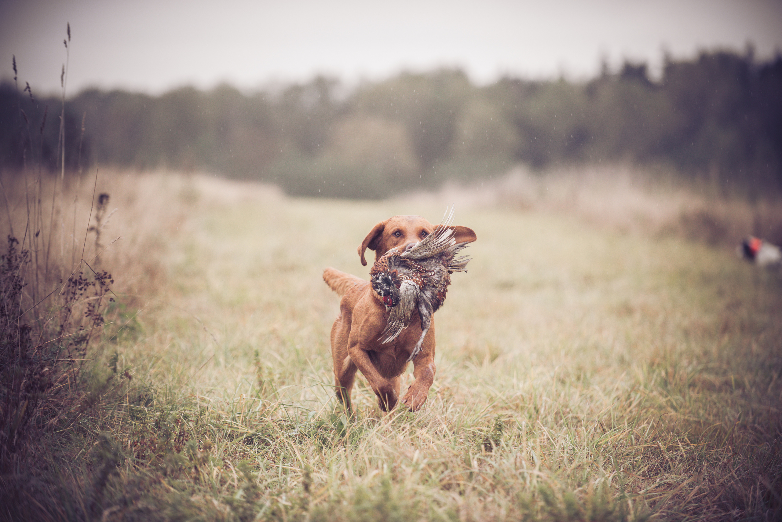 Фотограф-анималист Наталья Светличная
