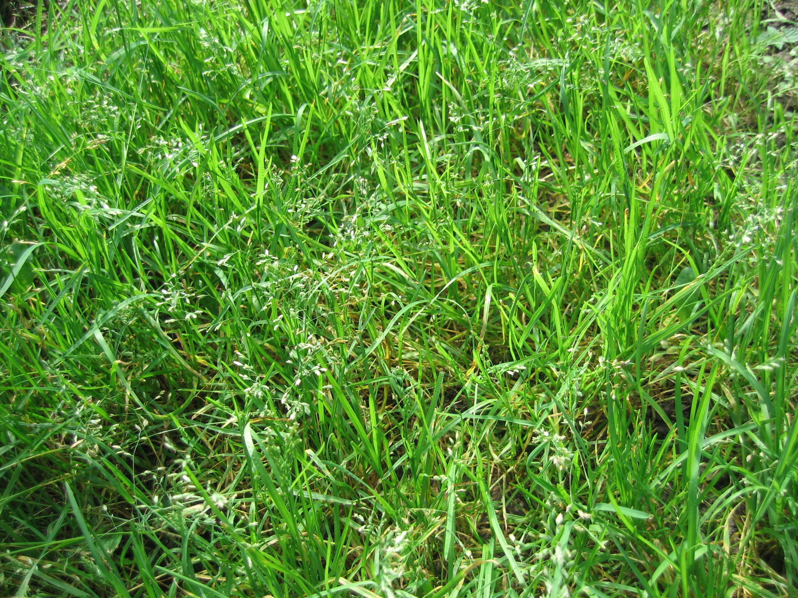 Зелёная трава, растущая густо и равномерно. Трава выглядит свежей и здоровой.