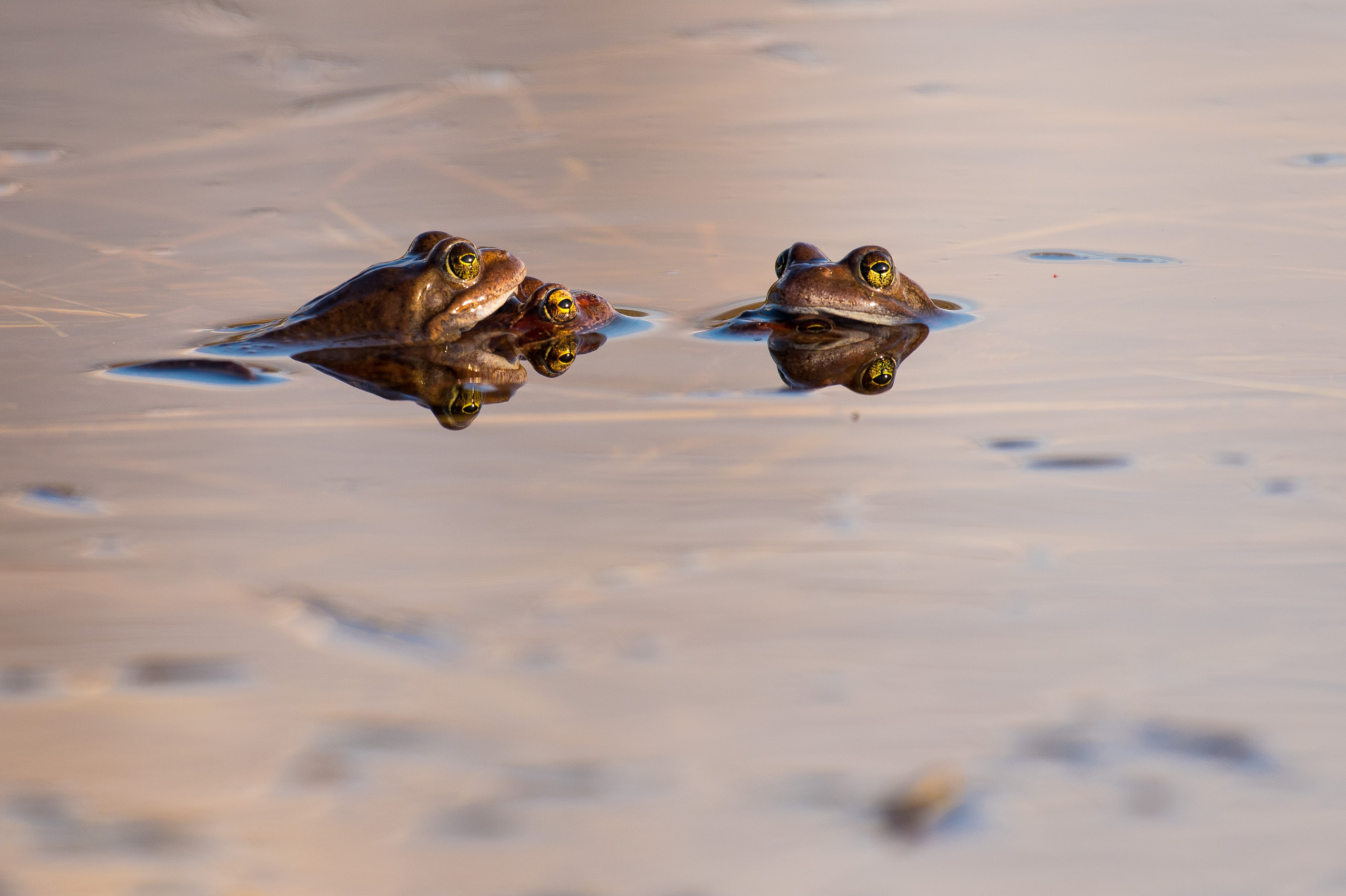 Фотоохота. Репортажный фотограф в Ижевске Константин Ившин