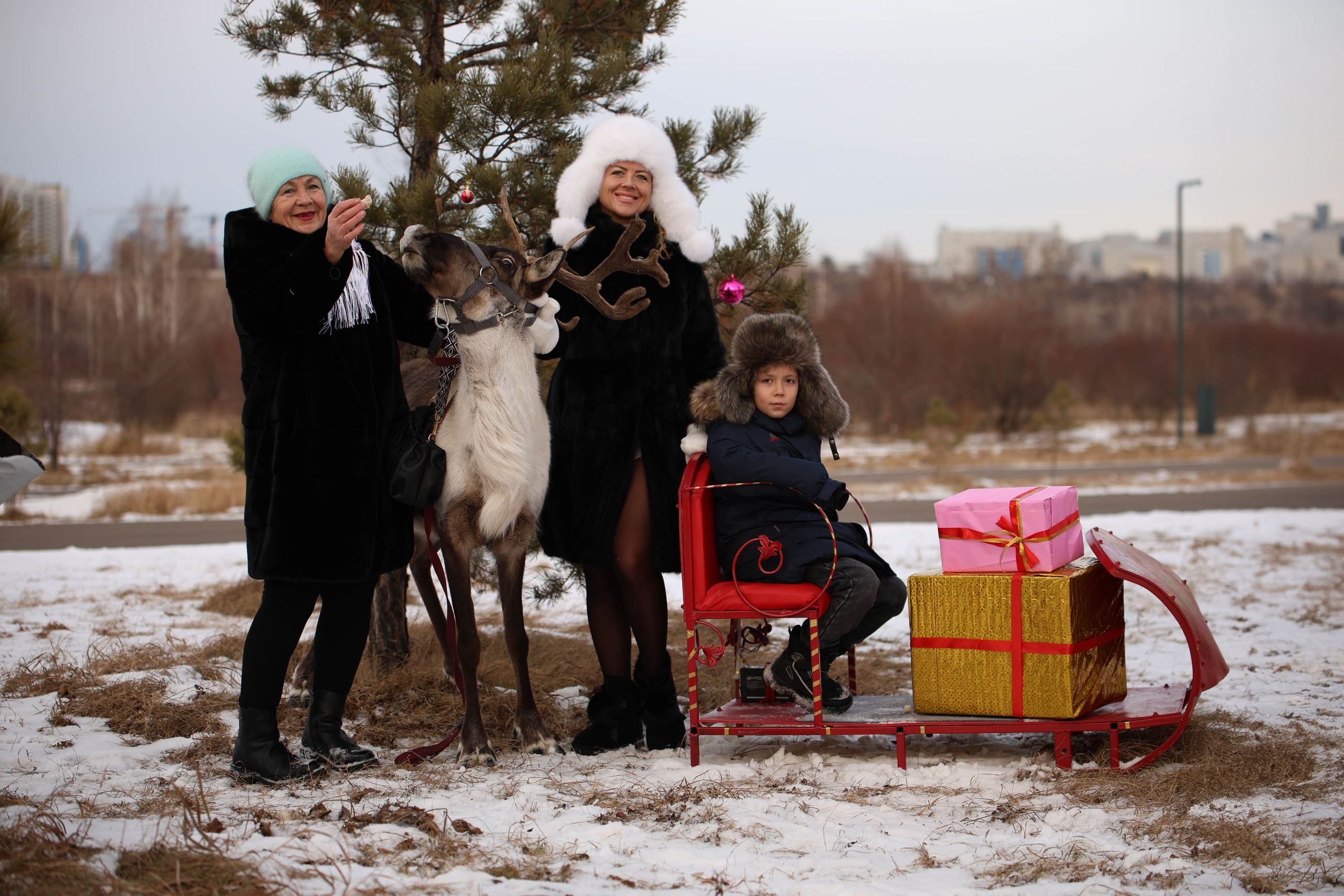Олениха Нося 2024. Конный фотограф в Красноярске — Любовь Похабова