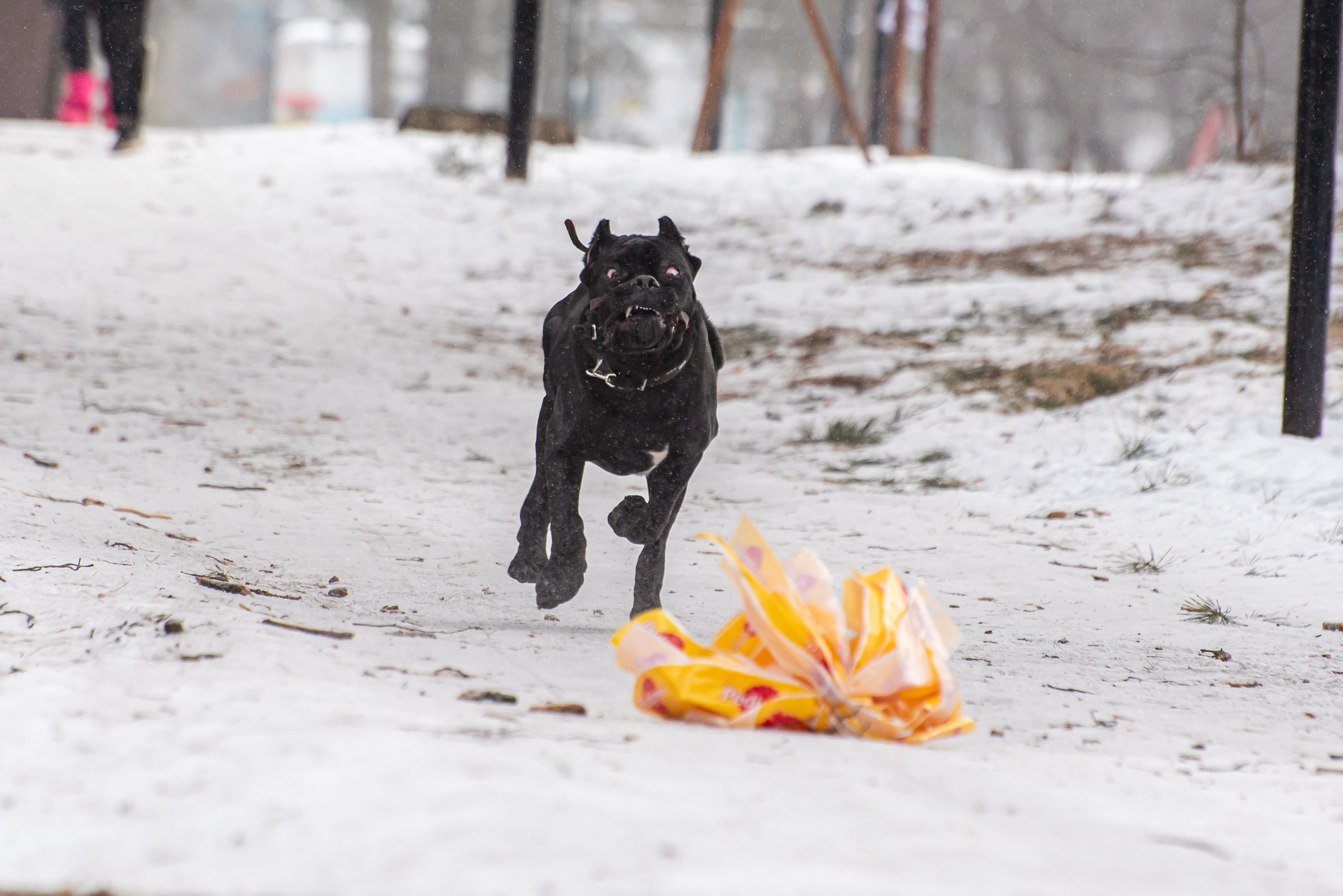 Фотосъёмка с собаками в Кинологическом лагере. Фотограф Макс Огурцов в Нижнем Новгороде