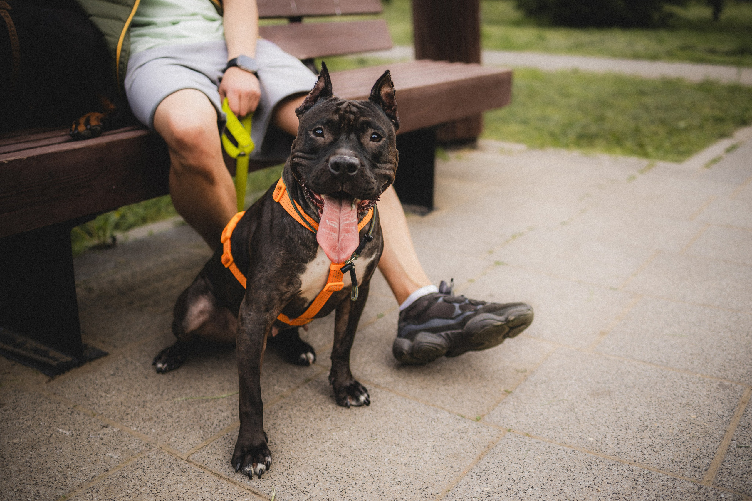 Паша, Хайди и Тея