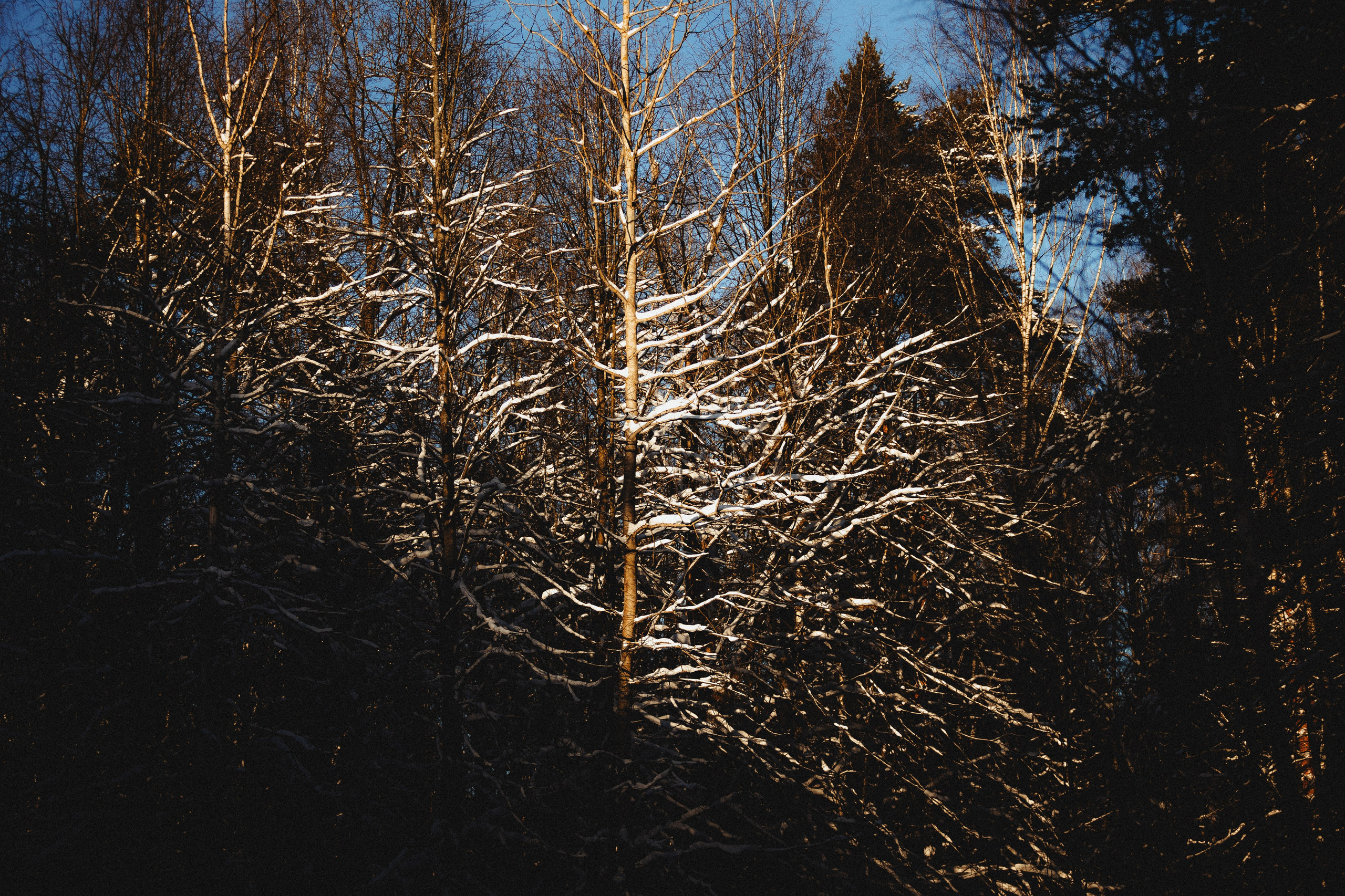 Шед, Цири и Ира