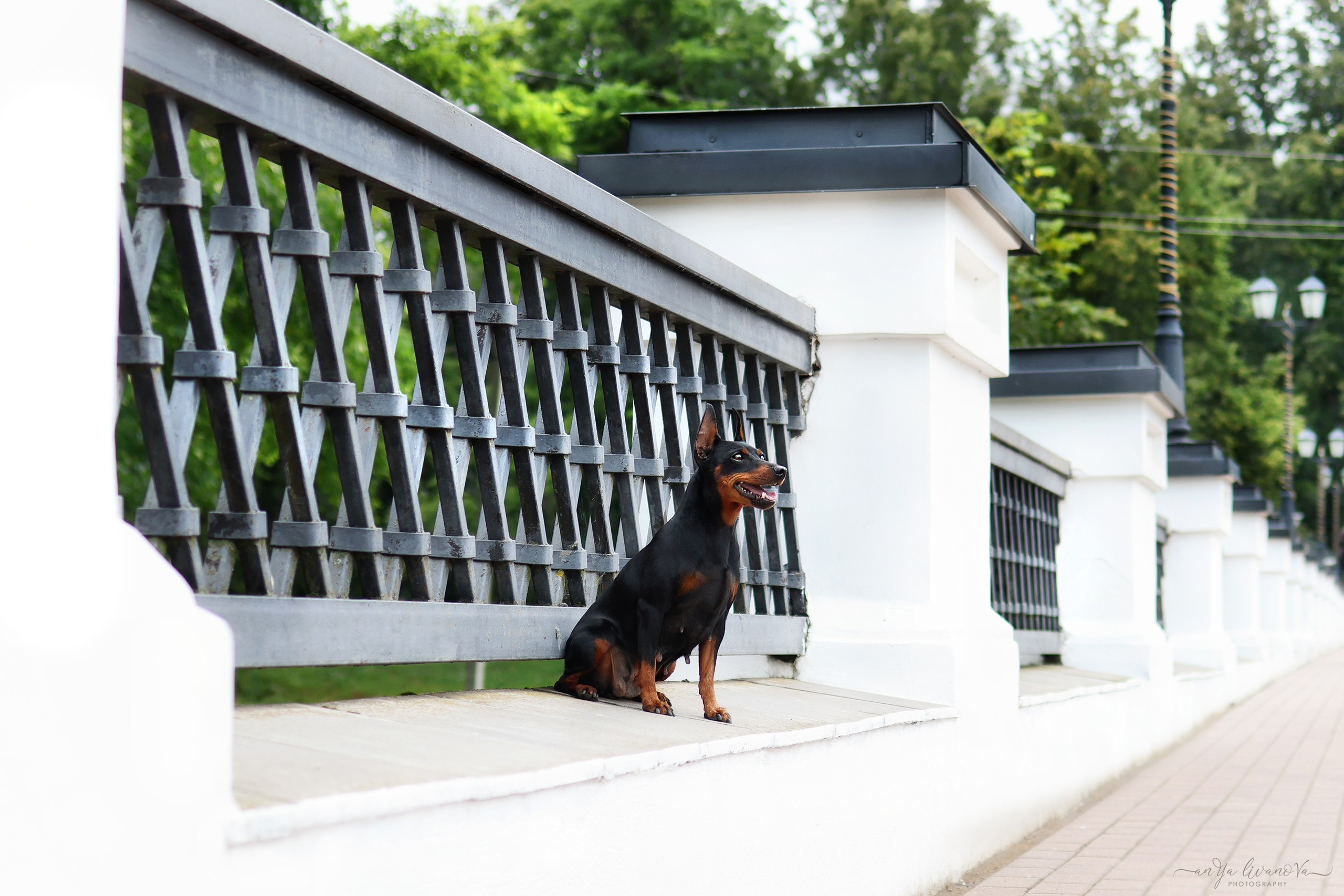 Ляля и Марфа. Фотограф анималист Аня Ливанова | Рыбинск