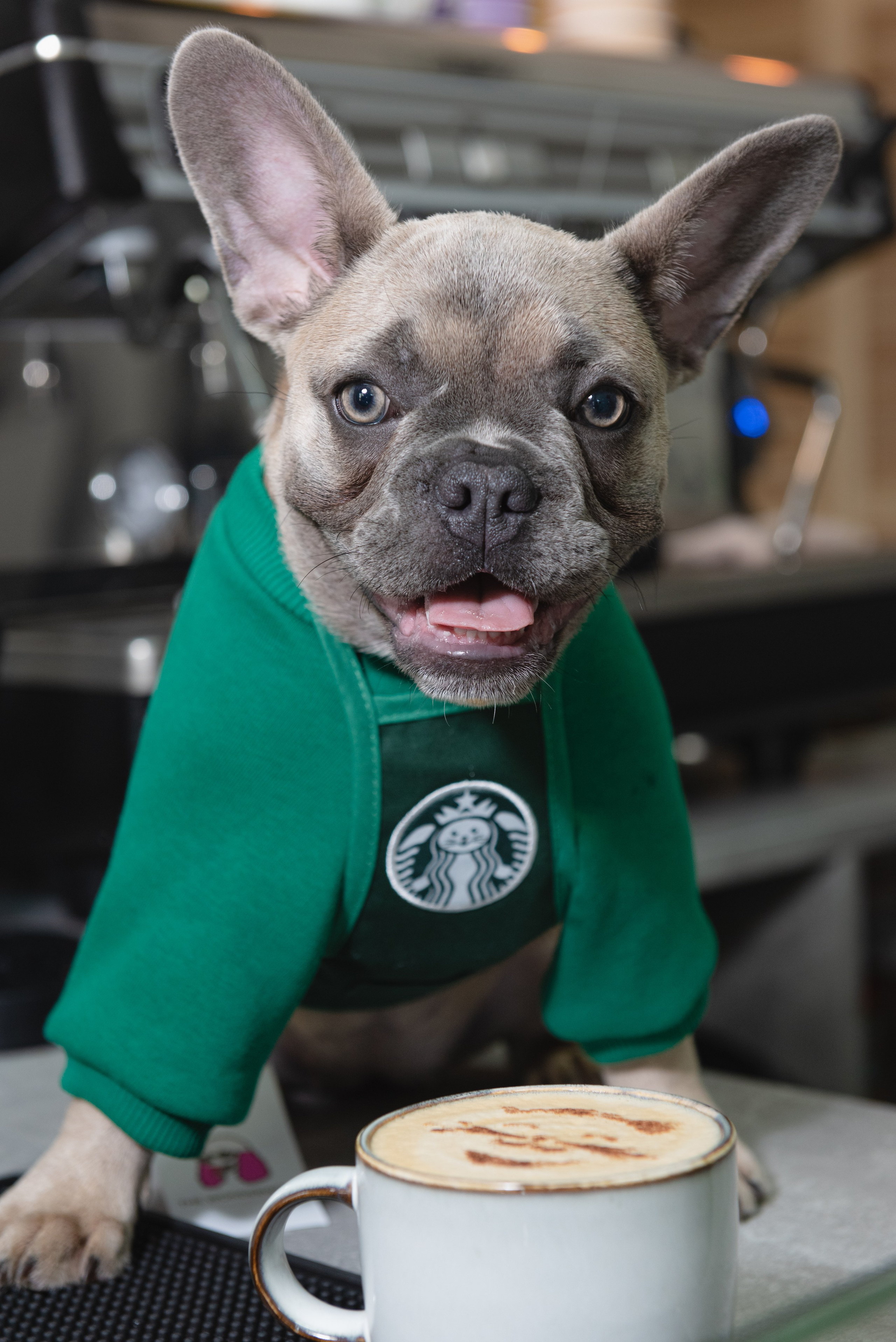Pets. Фотограф в Москве Daria Lens